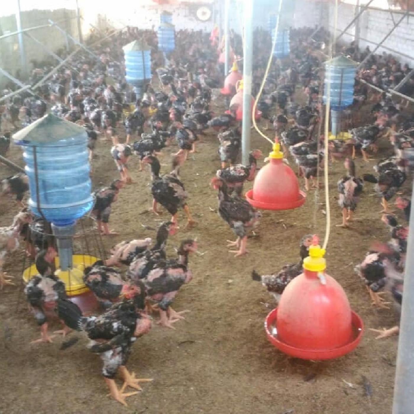 Top 3 Gà Đông Tảo Lai Được Ưa Chuộng Nhất Hiện Nay – Nuôi Thịt & Giống Hiệu Quả