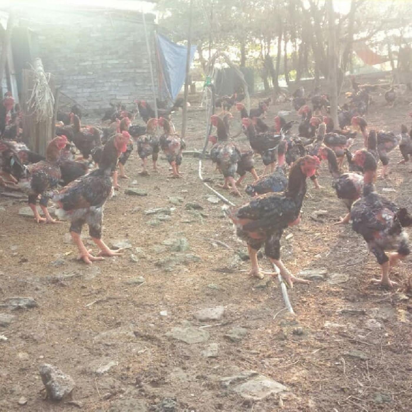 Giống Gà Đông Tảo Lai Tốt Nhất Cho Hộ Nông Dân – Dễ Nuôi, Lớn Nhanh, Chống Bệnh Khỏe