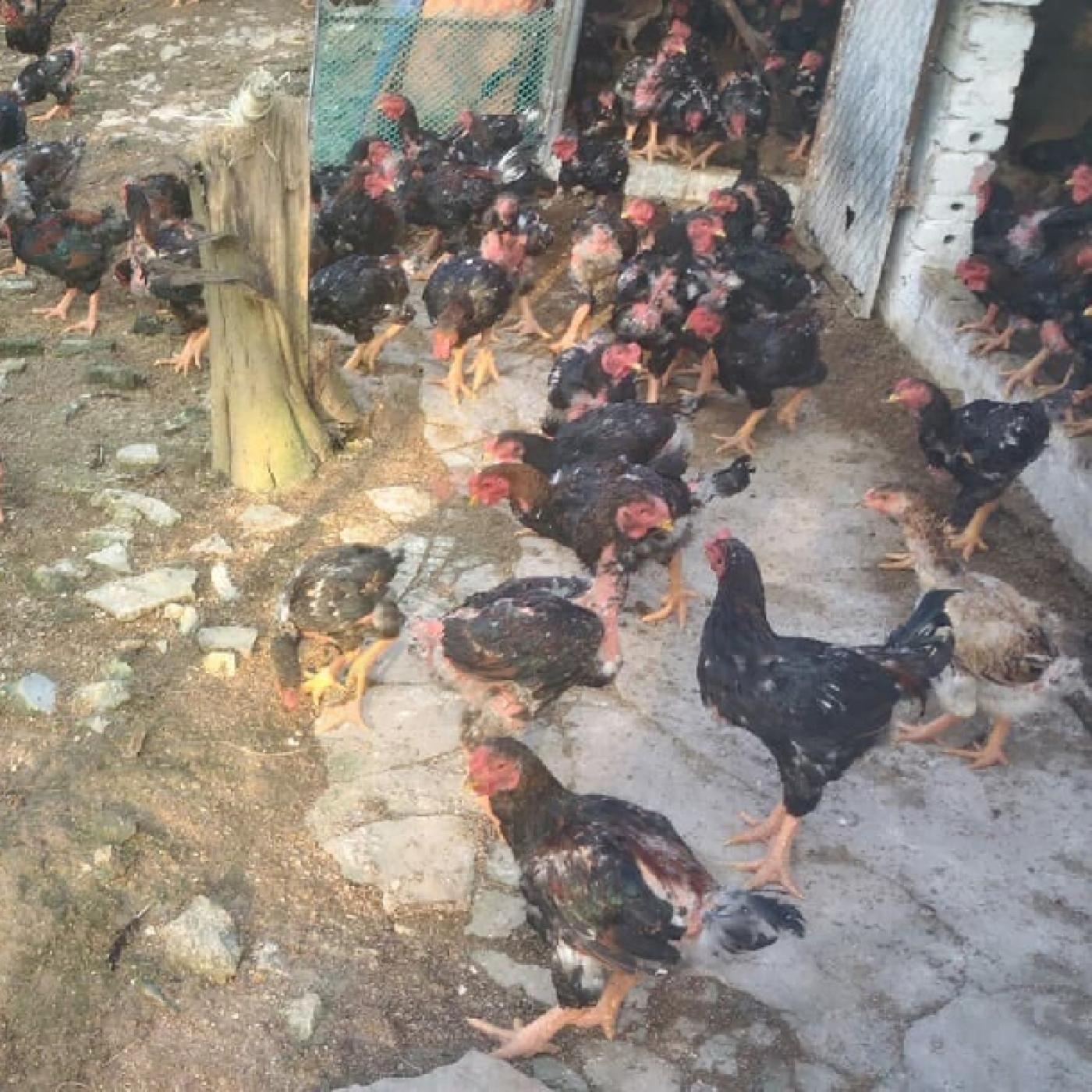 Bí Quyết Nuôi Gà Đông Tảo Lai Siêu Lãi – Ít Rủi Ro, Giá Bán Cao, Đầu Ra Ổn Định