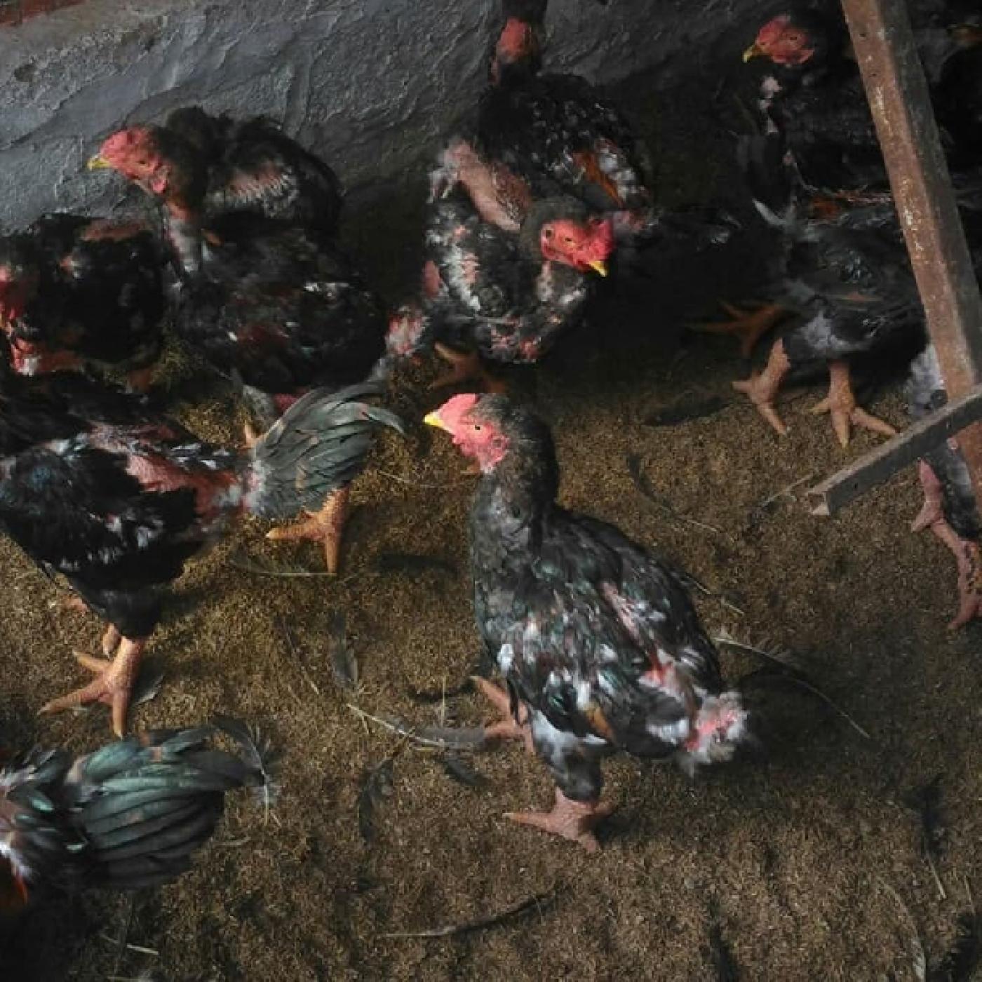 Sự Thật Về Gà Đông Tảo Lai: Có Nên Nuôi Không? Kinh Nghiệm Thực Tế Từ Nhà Nông