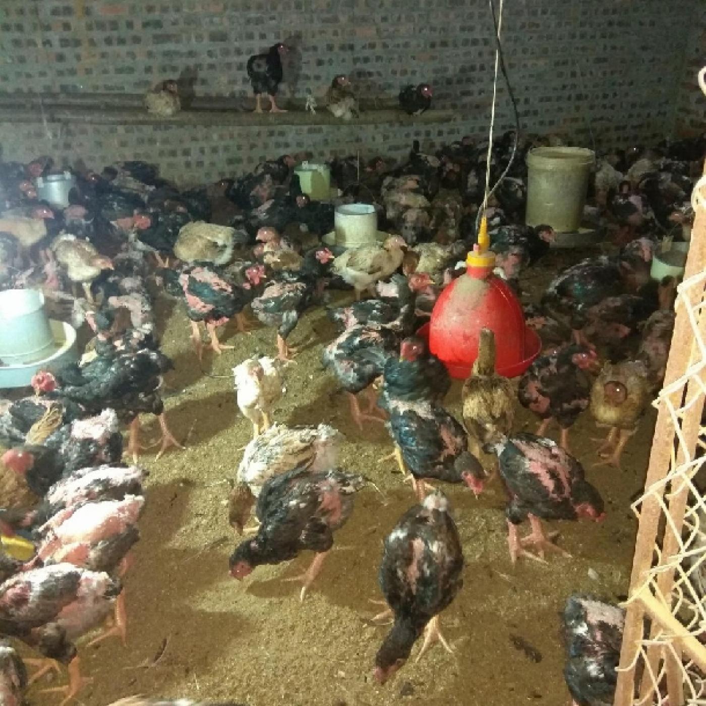 Gà Đông Tảo Lai Giá Bao Nhiêu 1kg? Bảng Giá Mới Nhất Hôm Nay & Dự Báo Xu Hướng