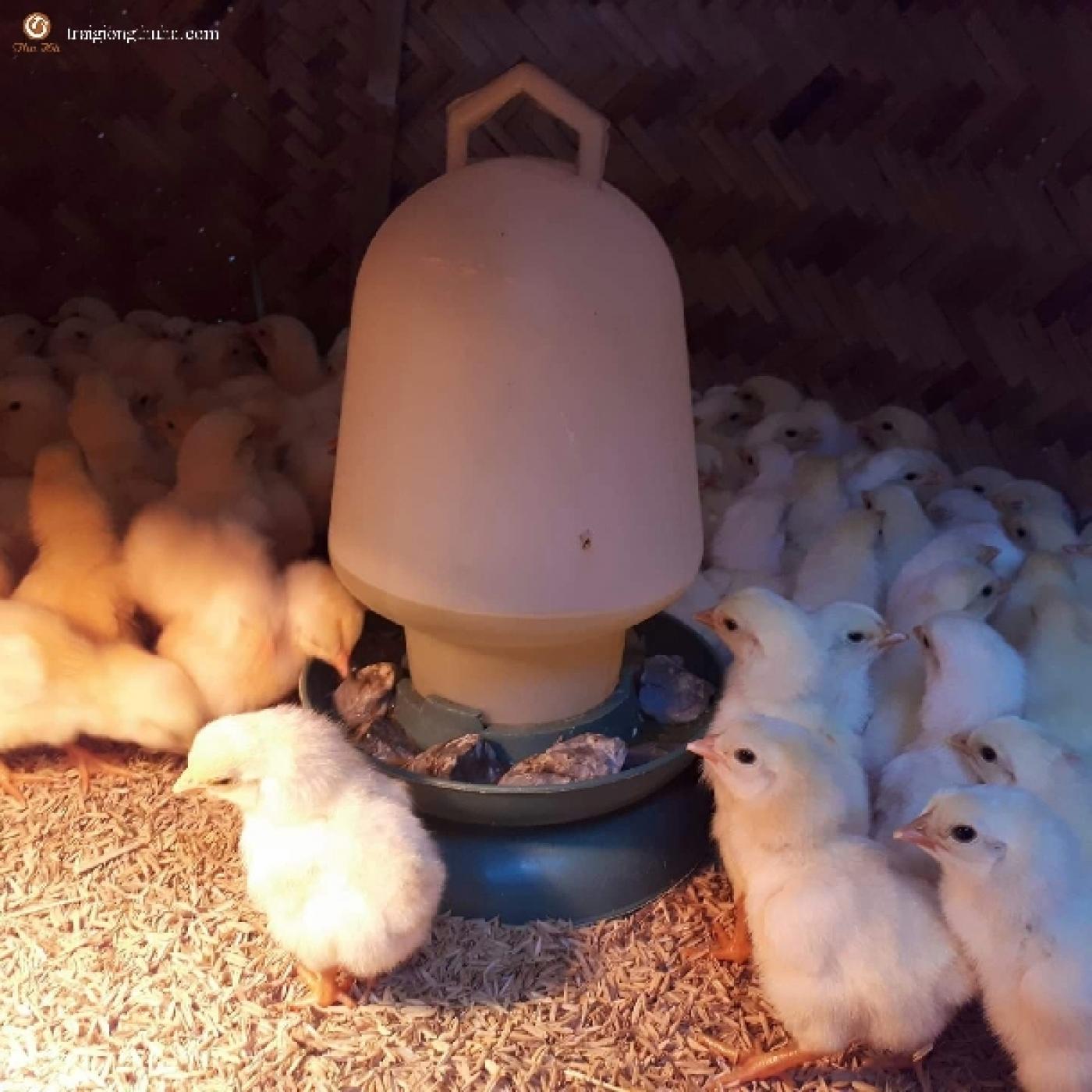 Giá Gà Đông Tảo Lai Hôm Nay Bao Nhiêu? Bảng Giá Mới Nhất Gà Giống và Thương Phẩm