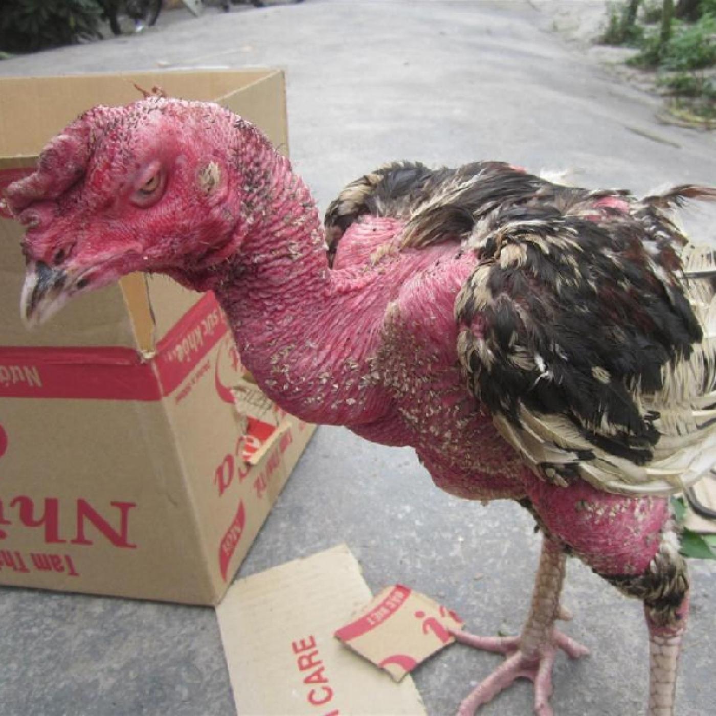 phòng và trị bệnh khò khè ở gà