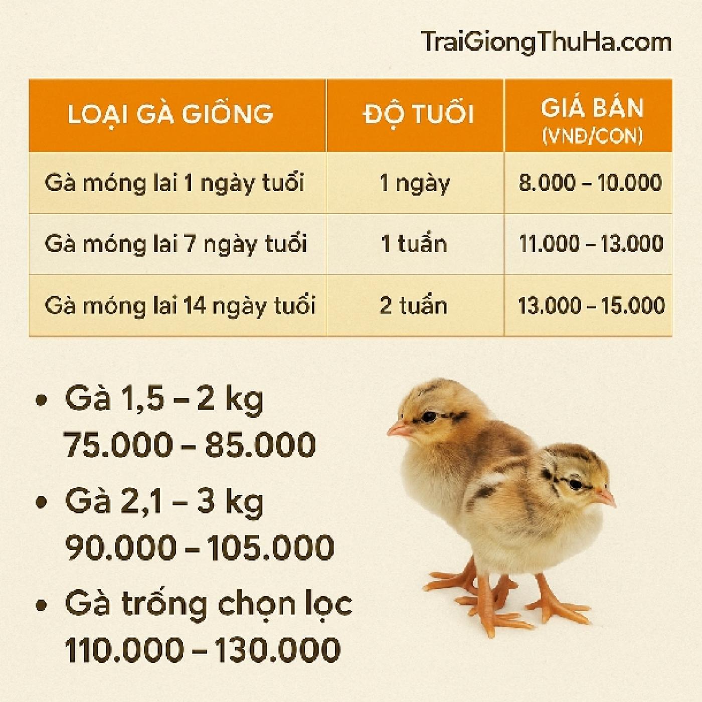 Cập Nhật Giá Gà Móng Lai Mới Nhất Hôm Nay – Bảng Giá Gà Giống và Gà Thương Phẩm