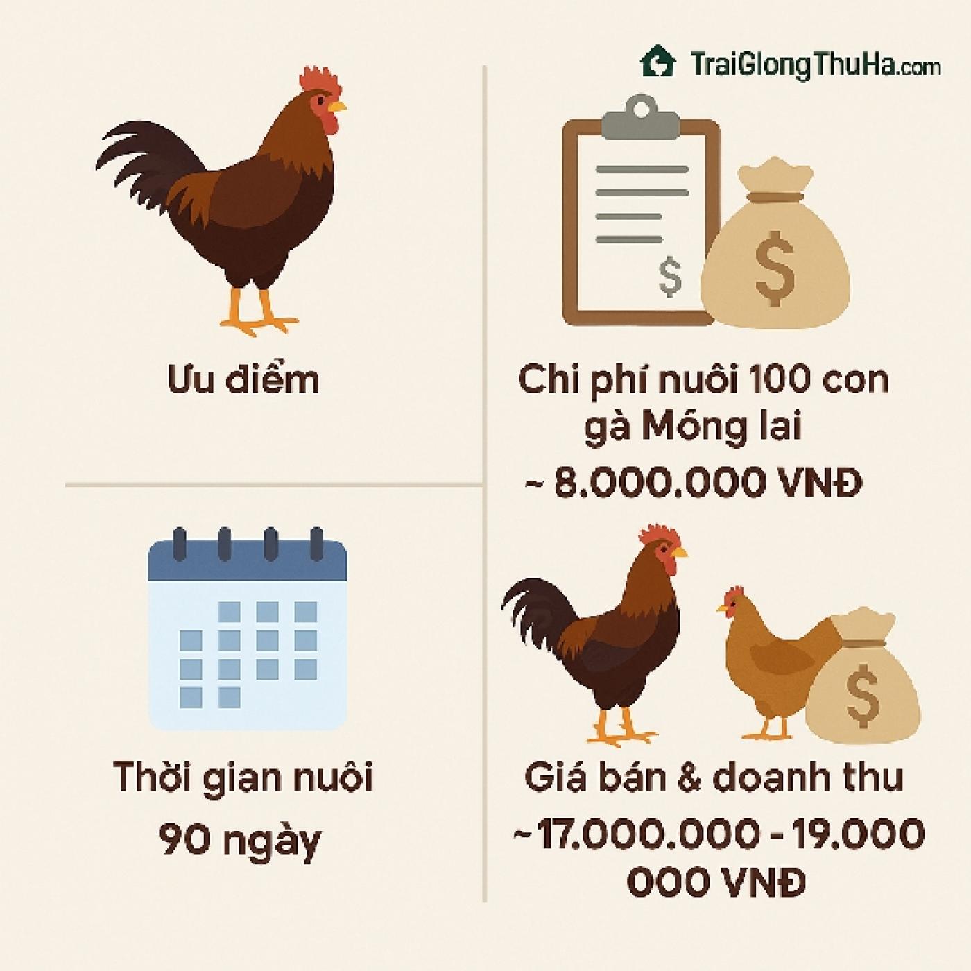 Mô Hình Gà Móng Lai: Nuôi 100 Con, Lãi Bao Nhiêu? Bất Ngờ Với Số Liệu Thực Tế!