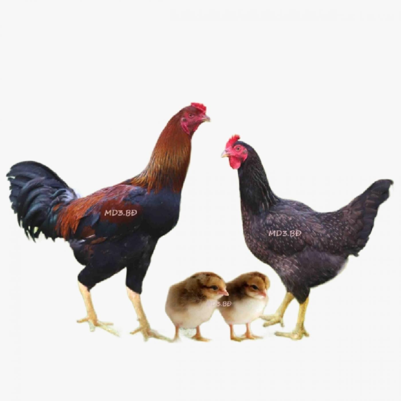 Gà Minh Dư Có Đáng Đầu Tư Không? Chi Phí – Lợi Nhuận – Đầu Ra Mới Nhất