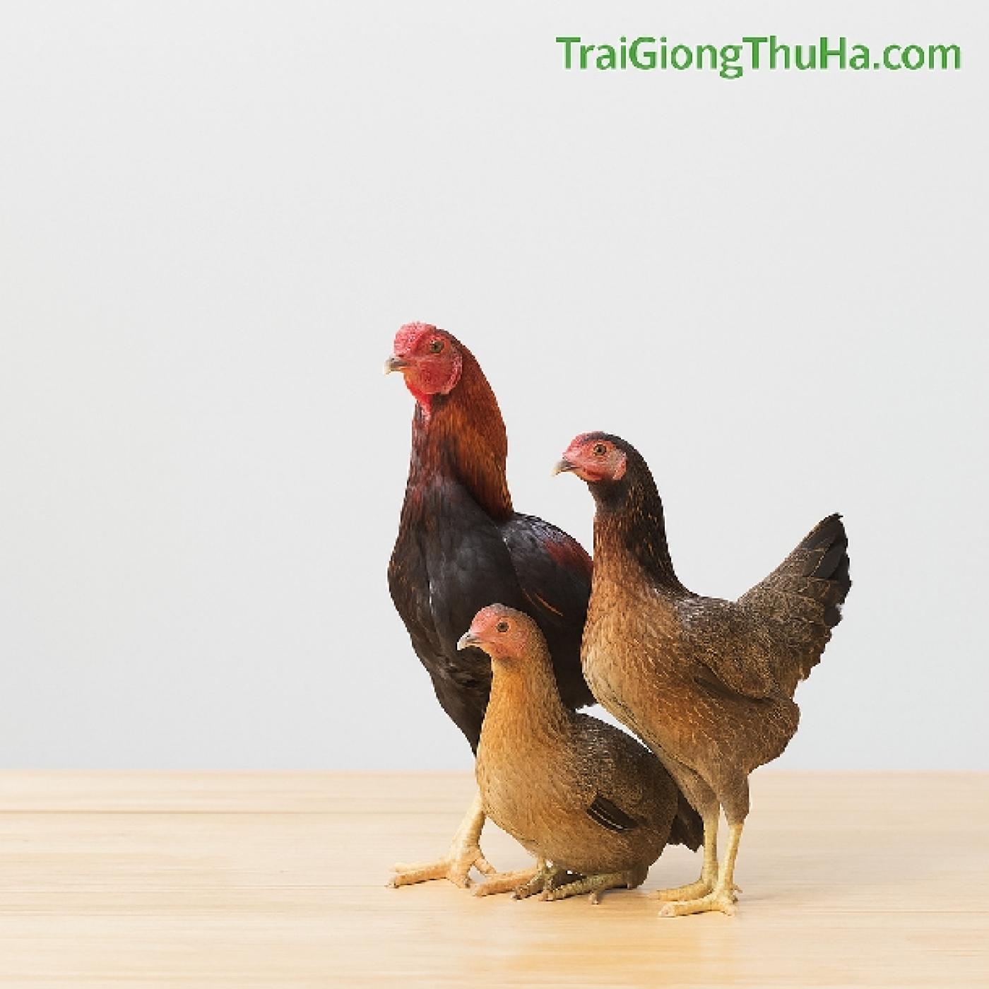 Chỉ Với 10 Triệu – Bắt Đầu Mô Hình Gà Ta Lai Nòi Lợi Nhuận Gấp Đôi Gà Ta Thường