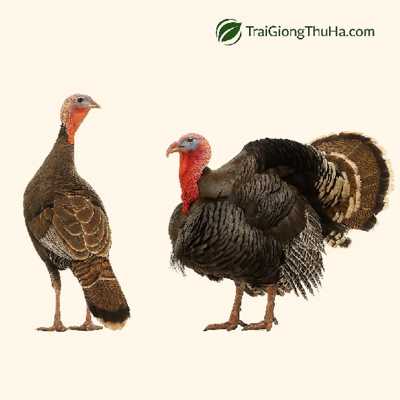 Gà Tây Là Gì? Cách Phân Biệt Trống – Mái, Giá Bán & Hướng Dẫn Nuôi Chuẩn