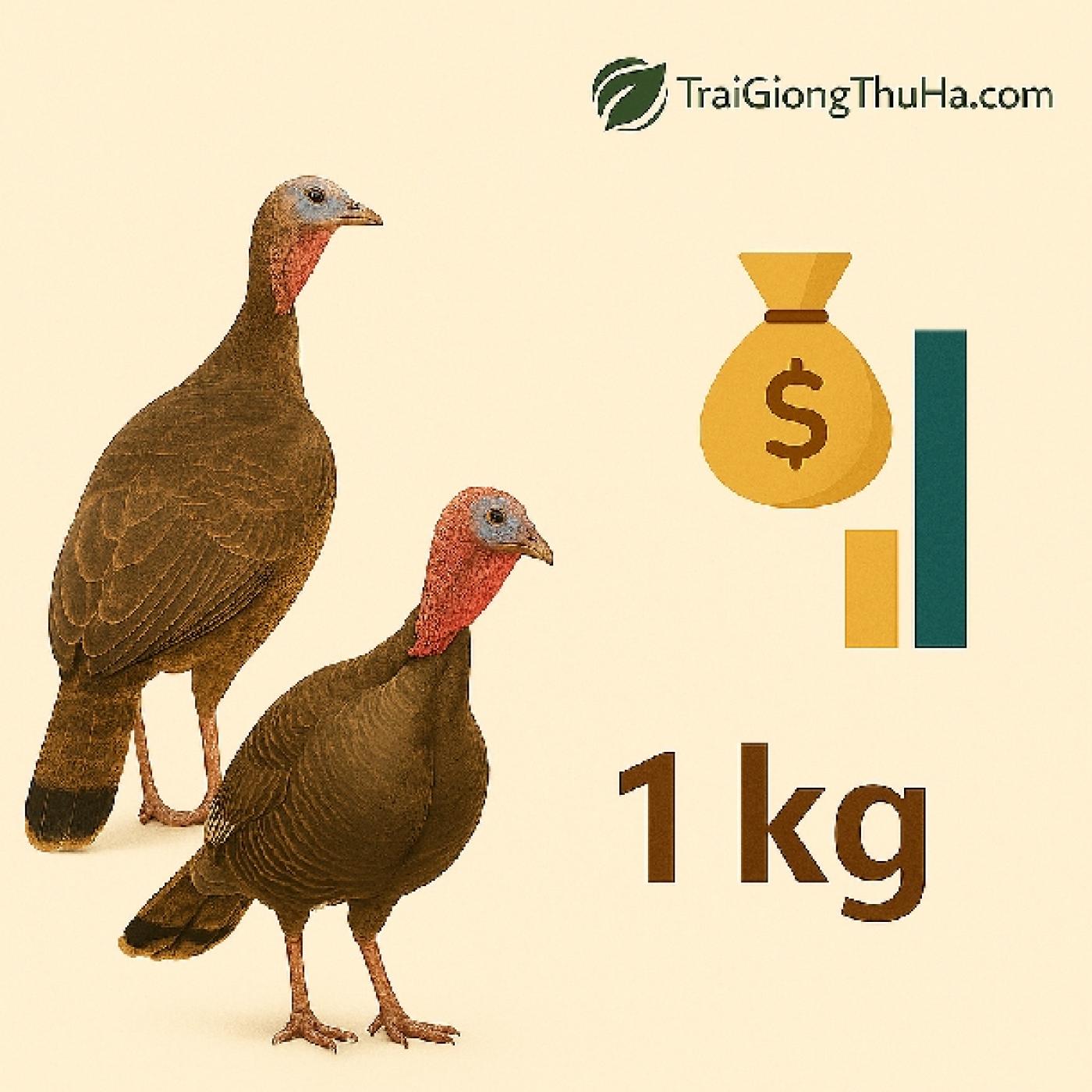 Gà Tây Bao Nhiêu 1kg Hôm Nay? Bảng Giá Gà Giống, Gà Thịt Mới Nhất