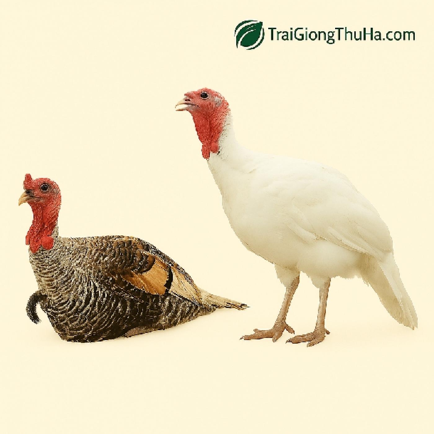 Mô Hình Nuôi Gà Tây Thả Vườn – Bí Quyết Làm Giàu Bền Vững Của Nhiều Hộ Nông Dân