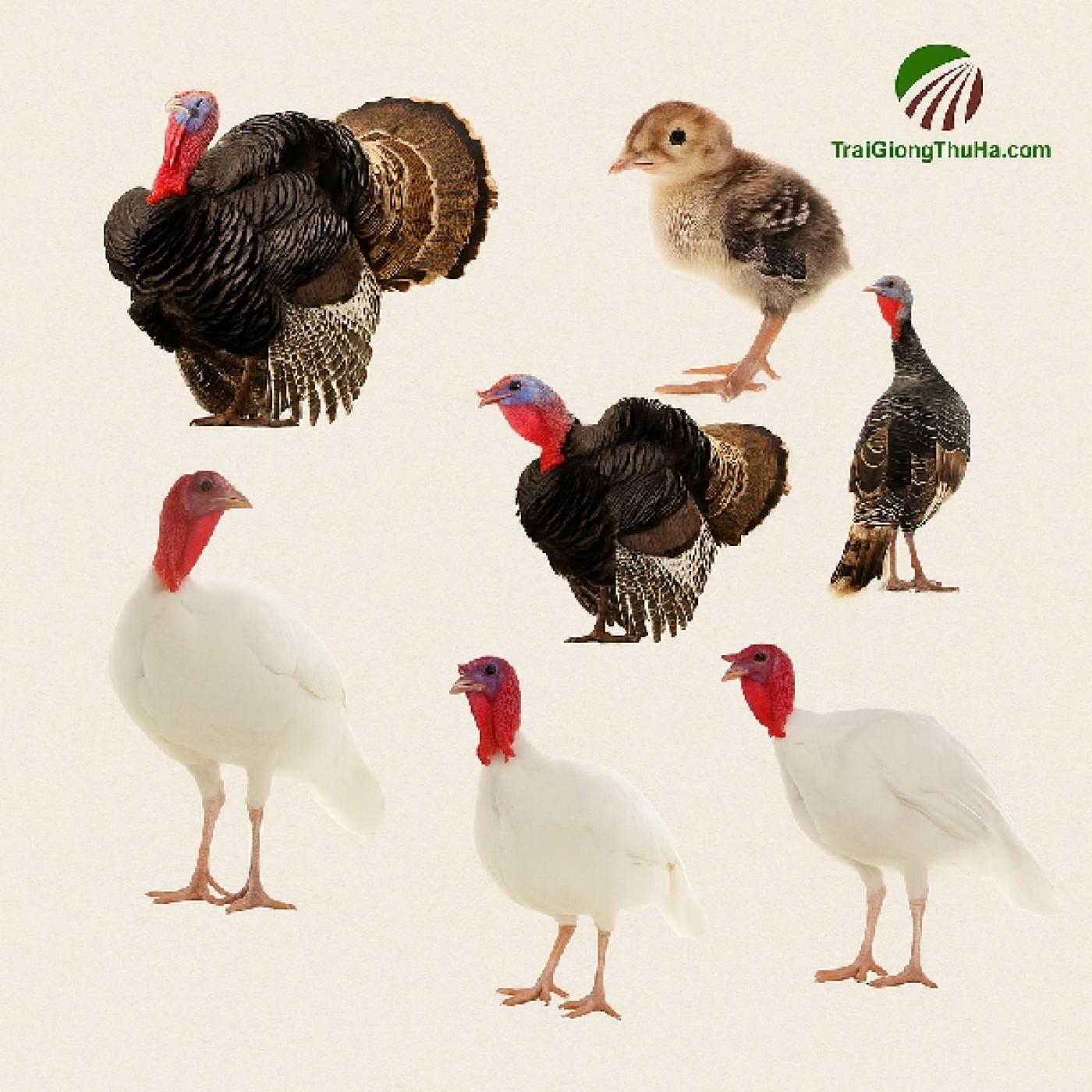 Gà Tây Huba Giá Bao Nhiêu 1 Cặp? Bảng Giá Gà Tây Huba Theo Tuổi Mới Nhất