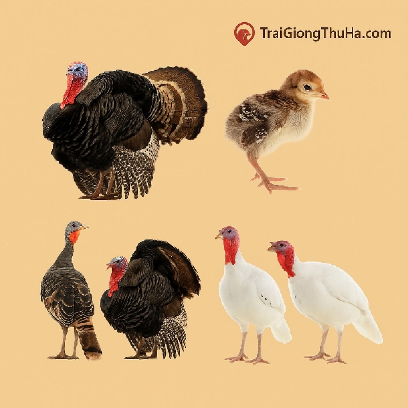 Top Địa Chỉ Bán Gà Tây Huba Uy Tín, Giá Tốt Nhất Hiện Nay – Có Ship Toàn Quốc