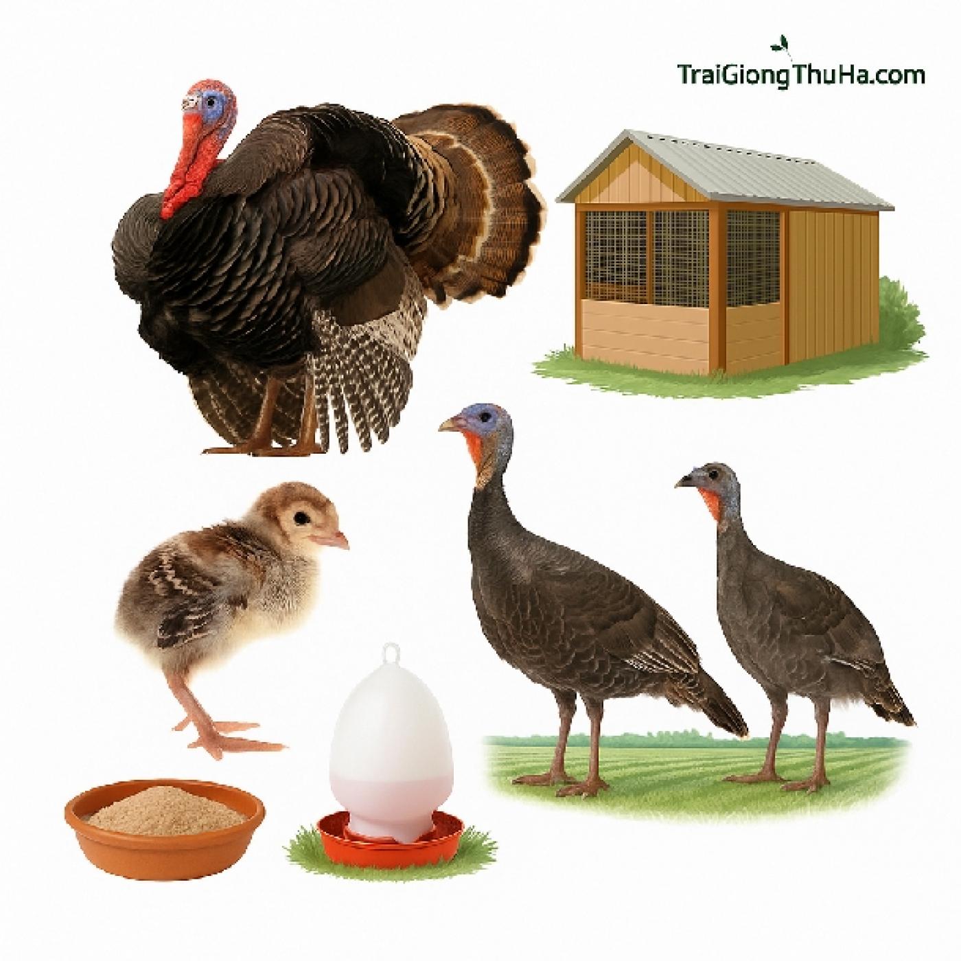 Hướng Dẫn Chăn Nuôi Gà Tây Huba Nhanh Lớn, Ít Bệnh, Cho Lãi Cao