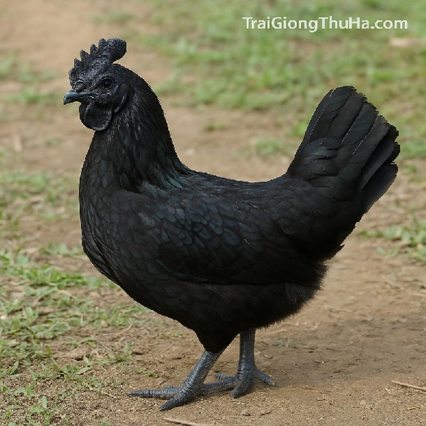 Gà H'Mông Là Gì? Giống Gà Đen Quý Hiếm Có Giá Trị Dinh Dưỡng Cao Nhất Việt Nam