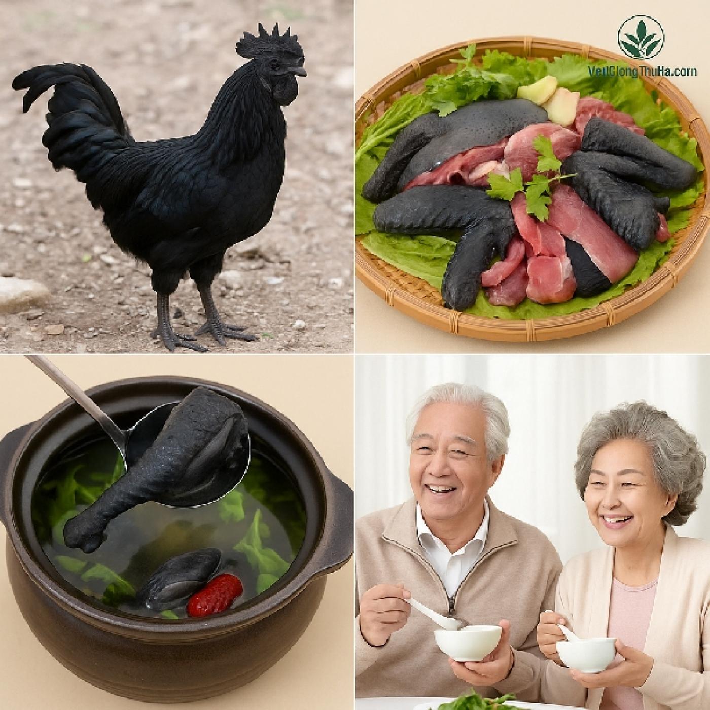 Gà H'Mông (Gà Đen) Có Thật Sự Tốt Cho Sức Khỏe? Phân Tích Khoa Học & Đông Y