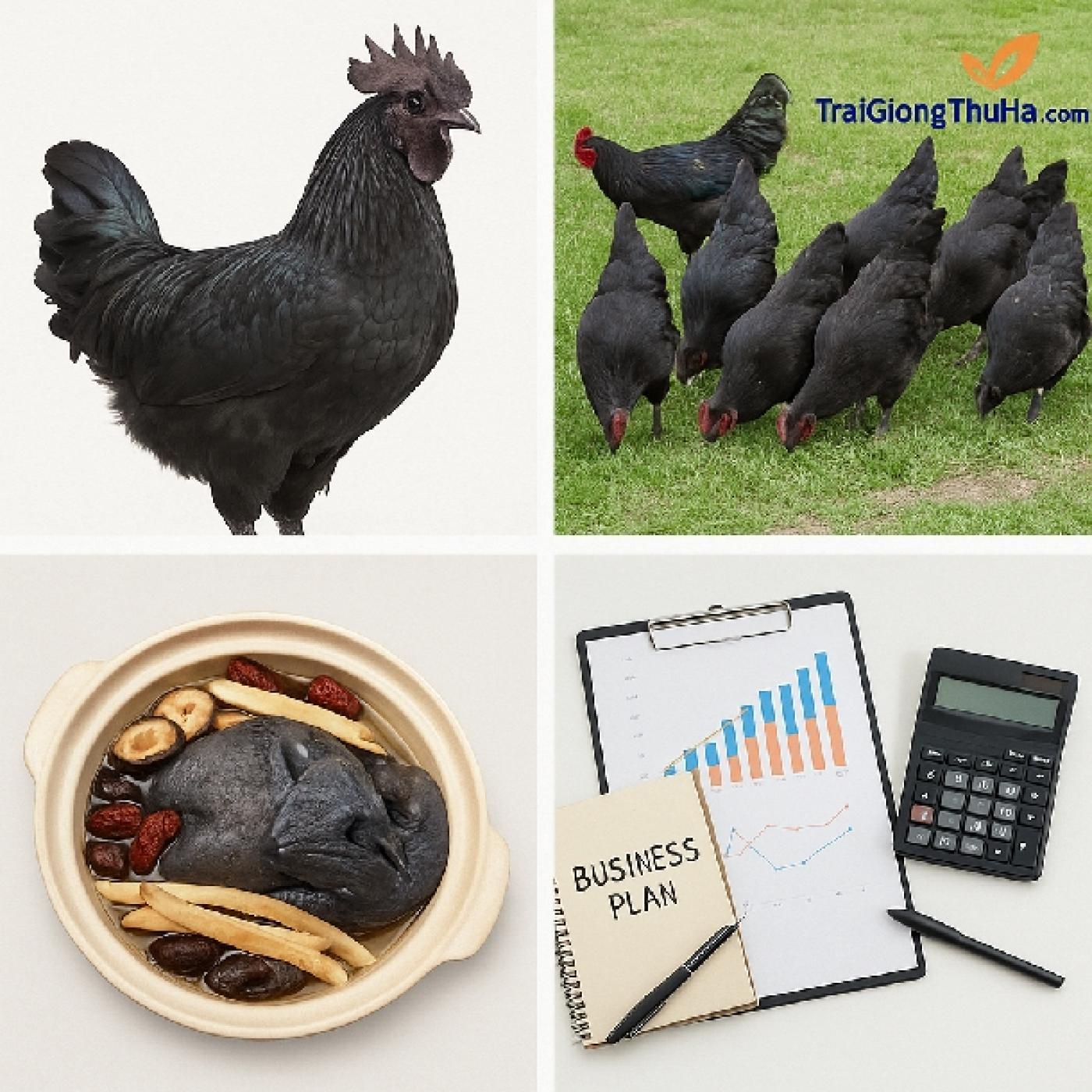 Có Nên Nuôi Gà Đen H'Mông Thương Phẩm? Phân Tích Lãi Lỗ, Đầu Ra Và Chiến Lược Thị Trường