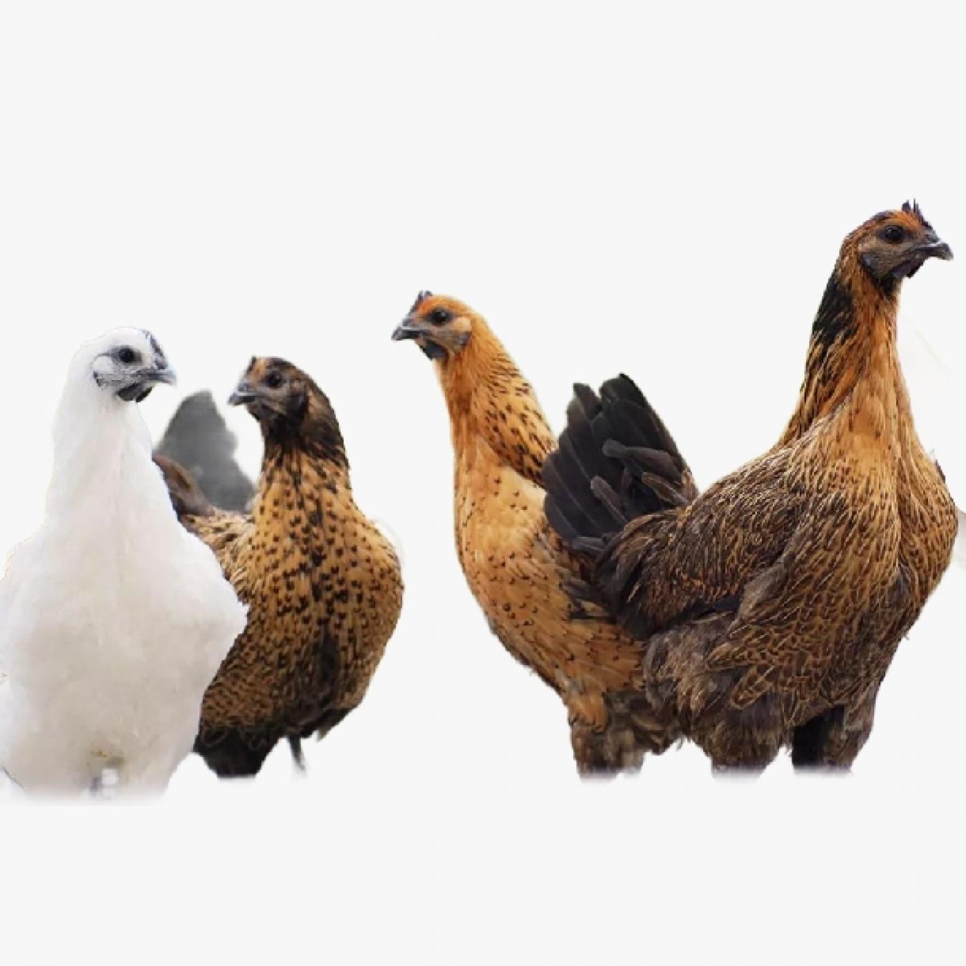 Giá Gà H'Mông Hiện Nay Bao Nhiêu 1kg? Mua Ở Đâu Chuẩn Giống, Uy Tín, Thịt Sạch?