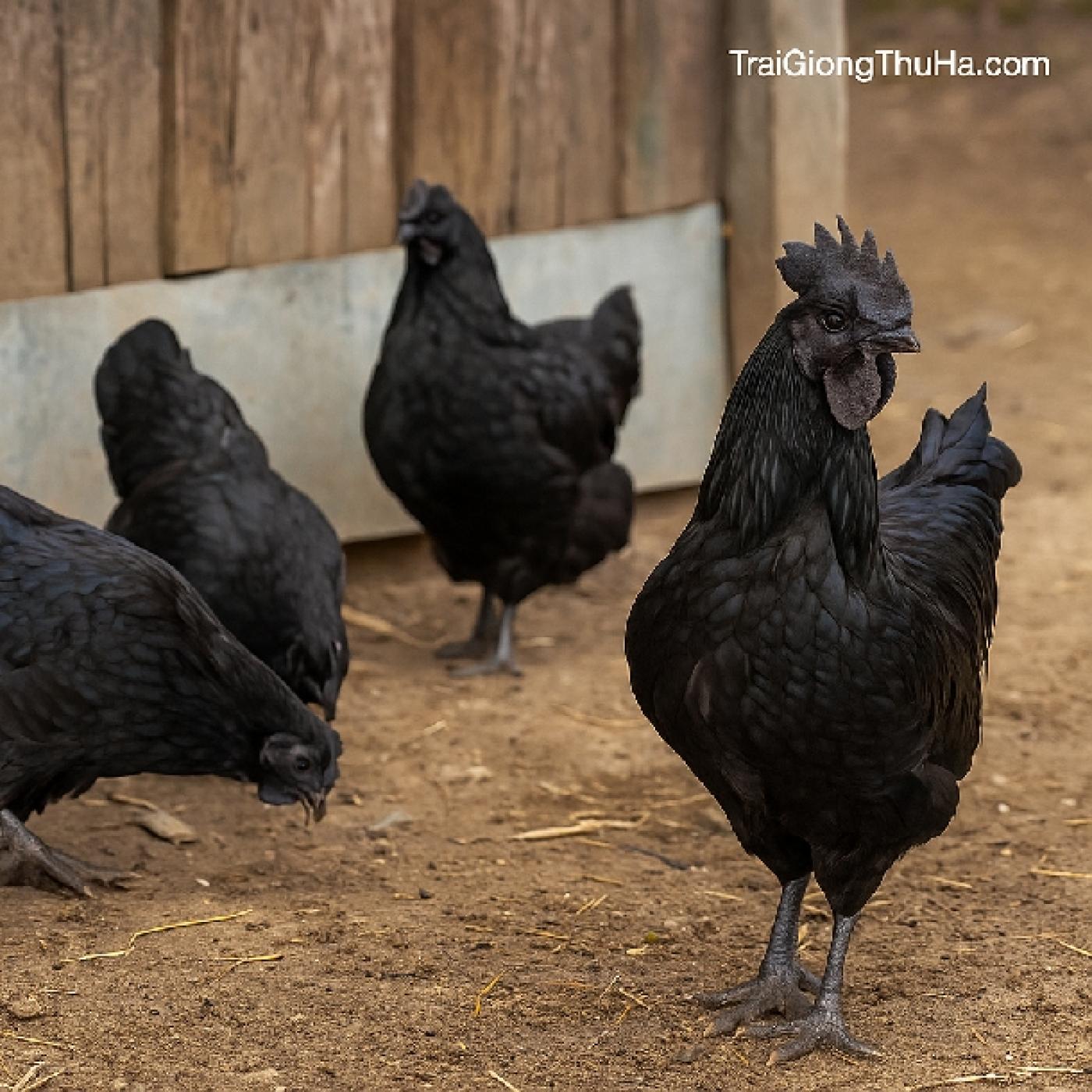 Nuôi Gà H'Mông Thuần Chủng Có Hiệu Quả Không? Kinh Nghiệm & Phân Tích Lãi Lỗ Thực Tế