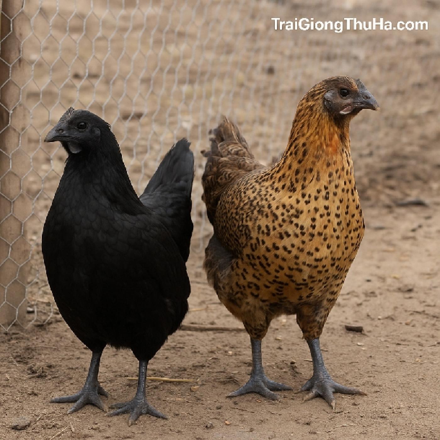 So Sánh Gà H'Mông Thuần Chủng Và Gà Lai – Nên Nuôi Loại Nào Để Hiệu Quả Cao Nhất?