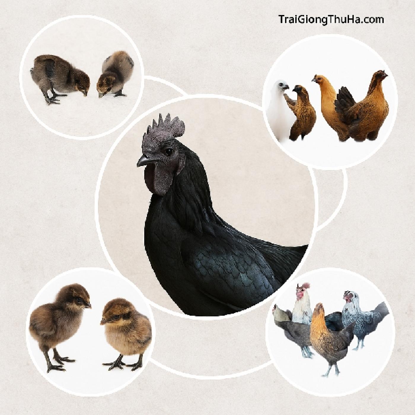 Gà H'Mông Lai Có Nên Nuôi Không? Kỹ Thuật Nuôi & Phân Tích Hiệu Quả Kinh Tế Mới Nhất