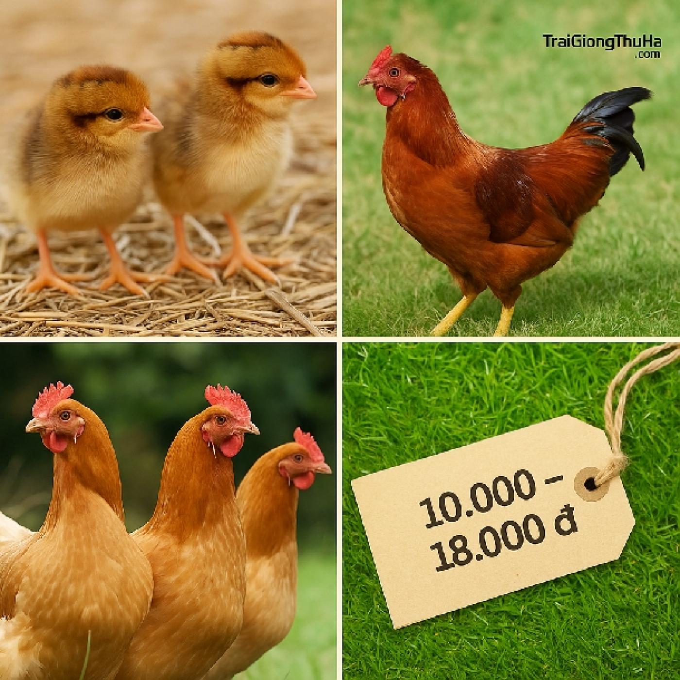 Cách Nuôi Gà Chíp Tàu Nhanh Lớn, Đẻ Nhiều – Hướng Dẫn Cho Người Mới