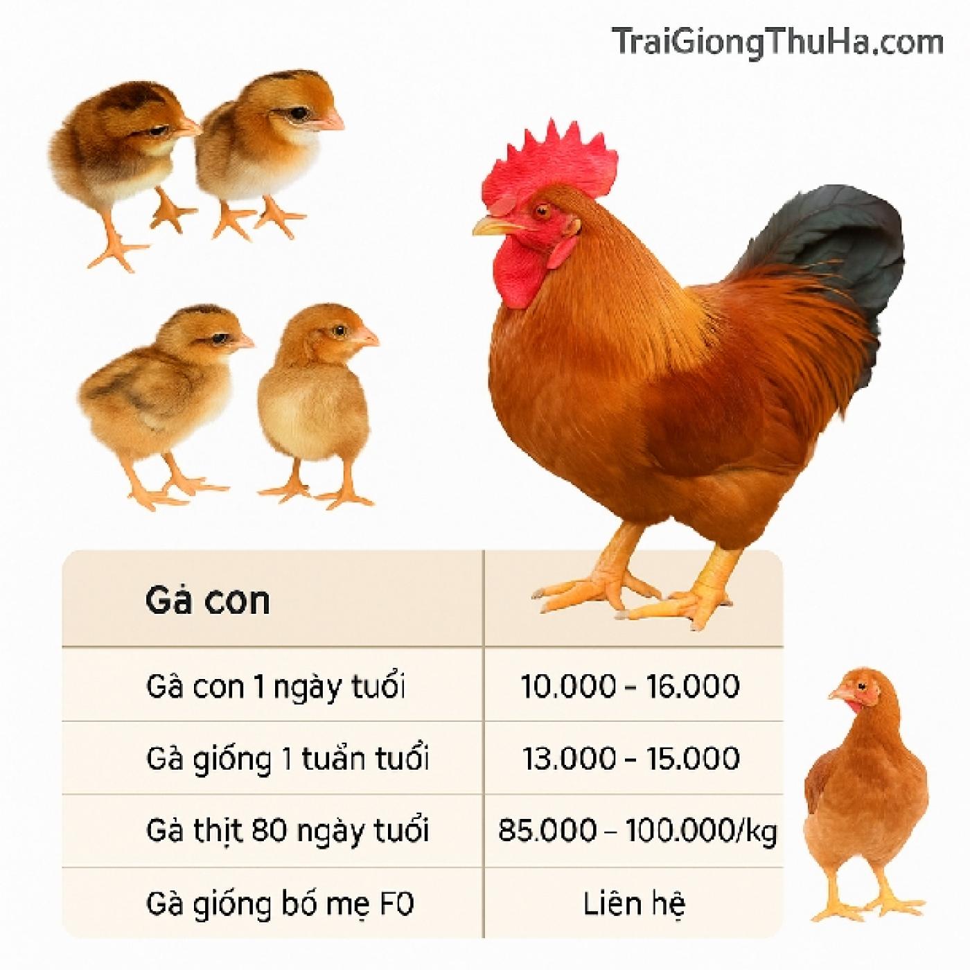 Gà Tàu Vàng Chân Lùn K9 Là Gì? Đặc Điểm, Giá Bán & Kỹ Thuật Nuôi Hiệu Quả Nhất