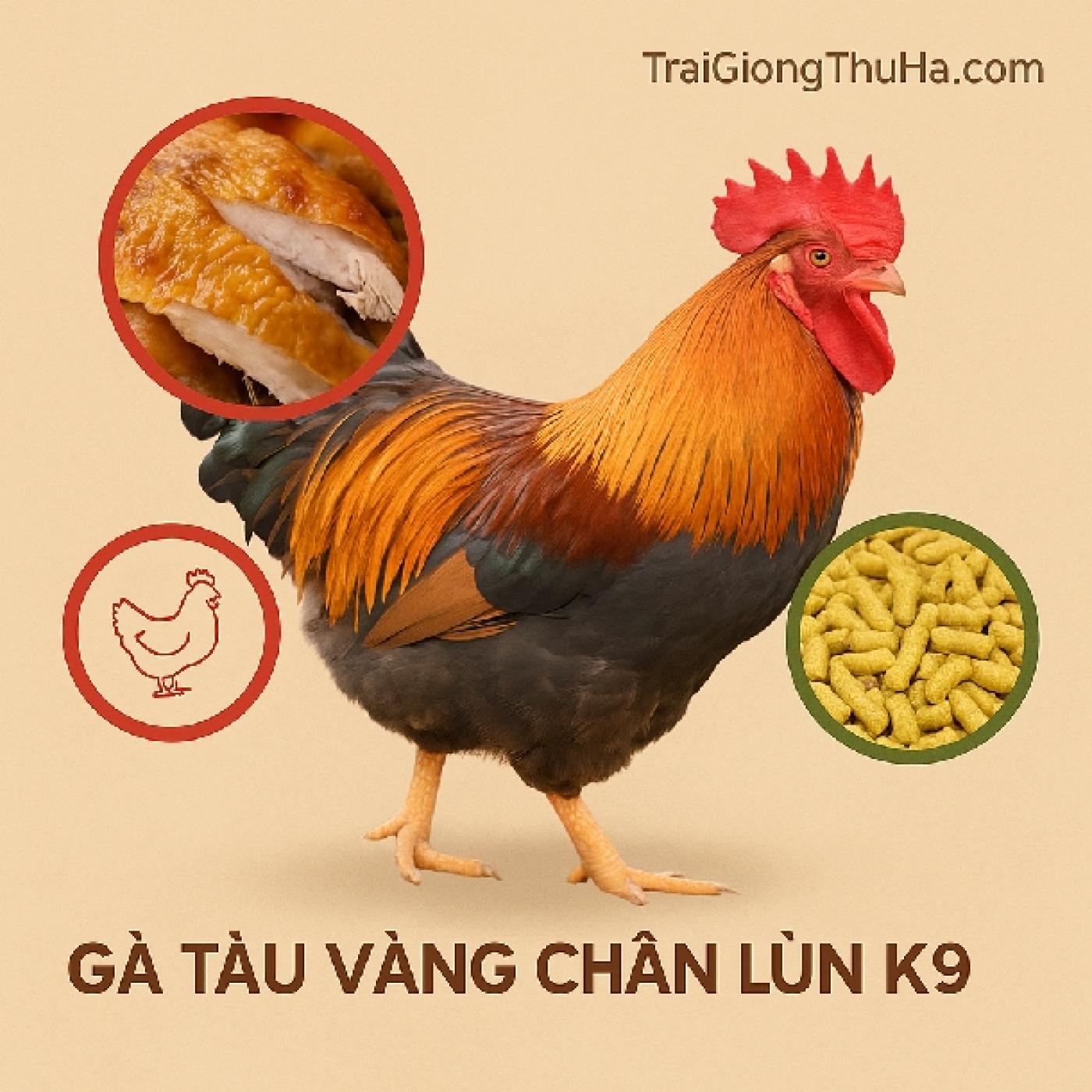 Gà Tàu Vàng Chân Lùn K9 Có Tốt Không? Ưu Nhược Điểm & Hướng Dẫn Nuôi Hiệu Quả