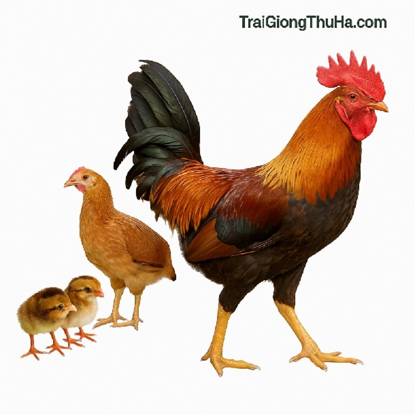 Gà Tàu Vàng Chân Cao K8 Bao Nhiêu 1 Con? Mua Ở Đâu Giống Chuẩn, Giá Tốt?