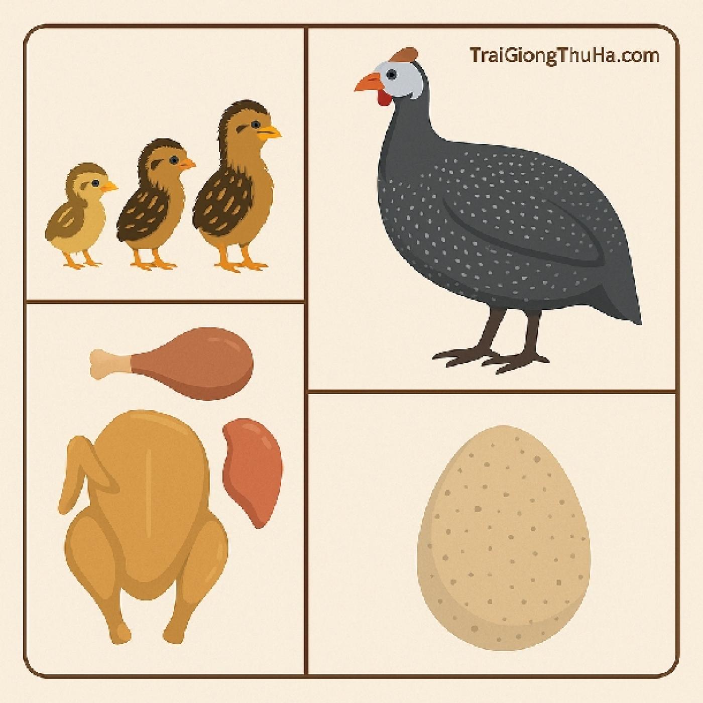 Giá Gà Sao Mới Nhất Hôm Nay – Cập Nhật Gà Giống Và Gà Thịt