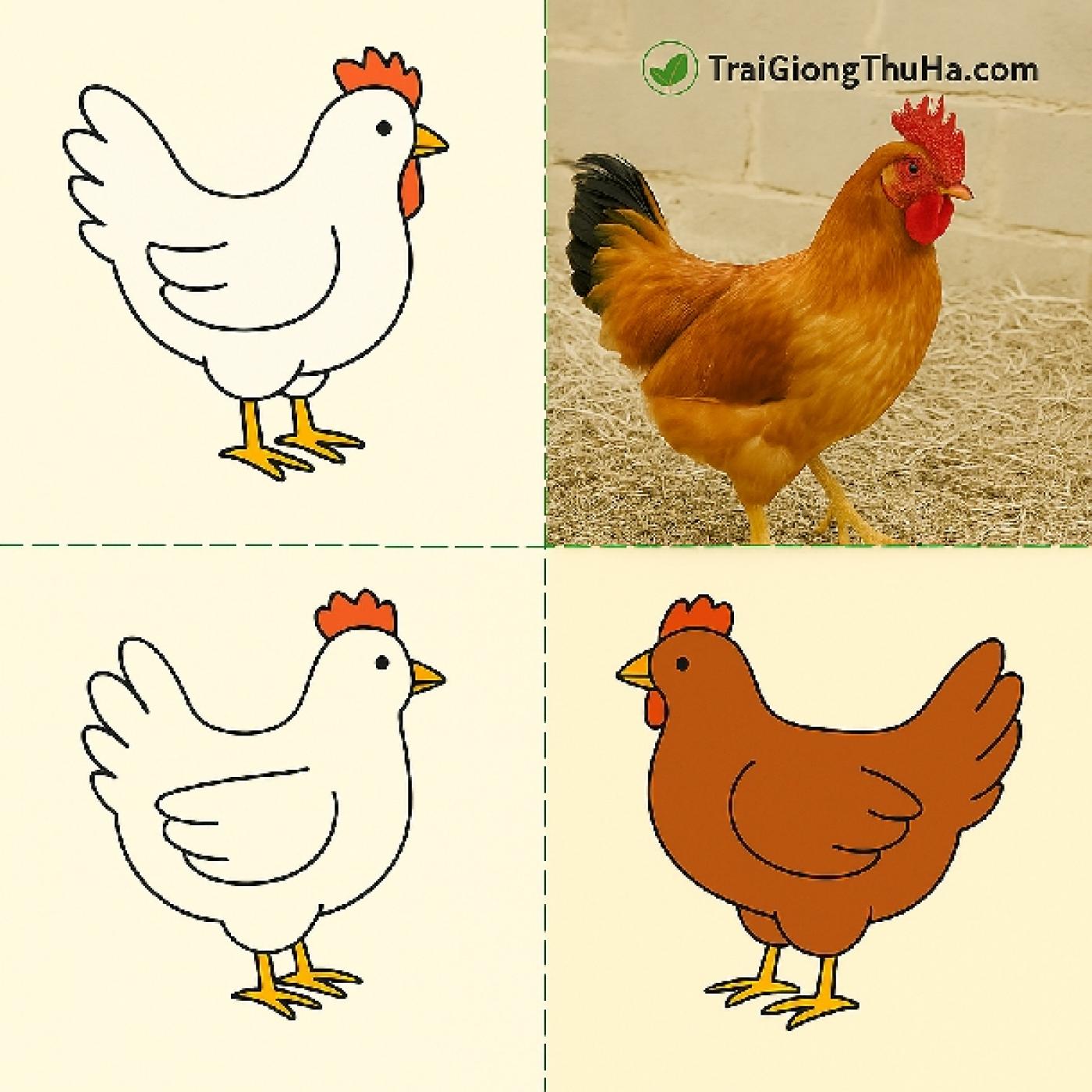 Gà Lương Phượng Được Lai Tạo Từ Giống Nào? Có Phải Là Gà Trung Quốc?