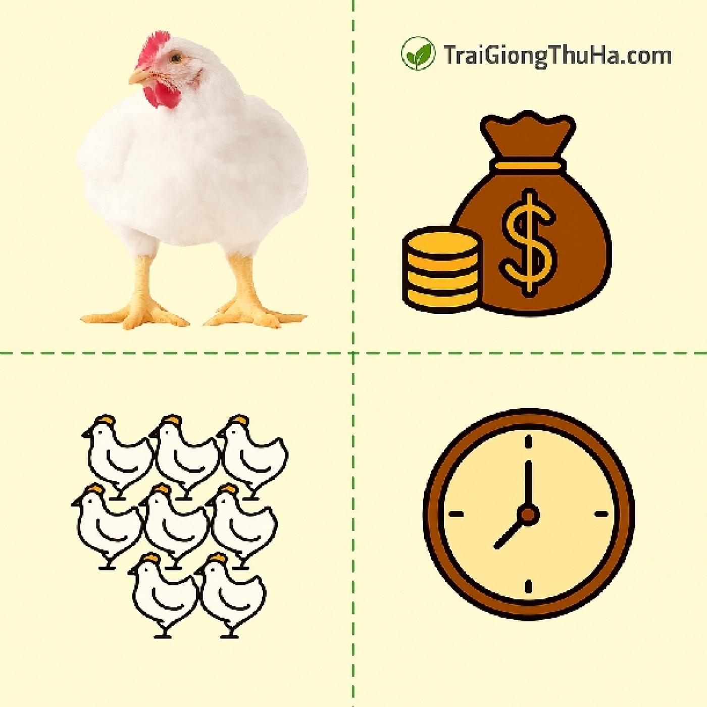 Mô Hình Nuôi Gà Công Nghiệp 1.000 Con – Bao Lâu Hòa Vốn? Chi Tiết Chi Phí & Doanh Thu