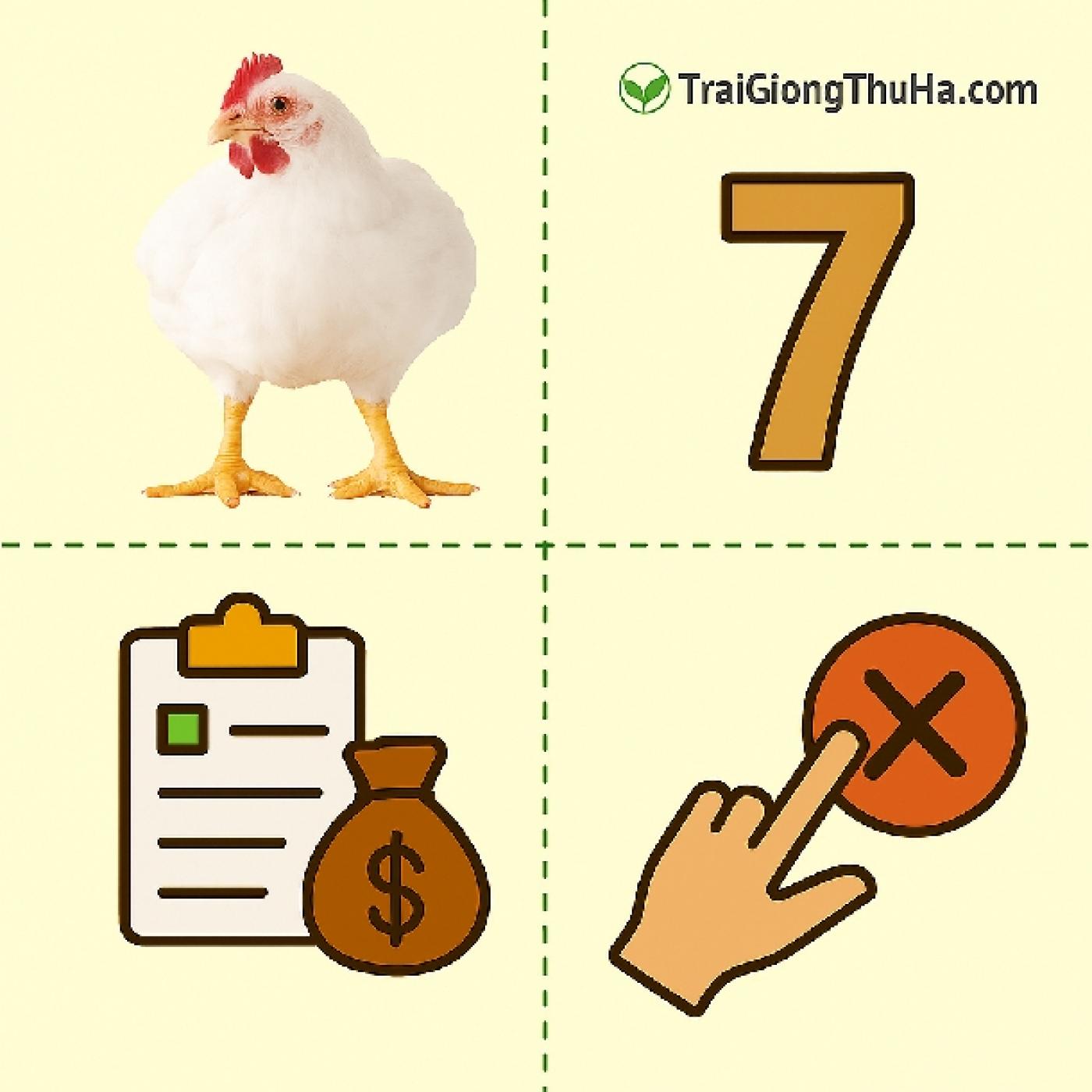 7 Lưu Ý Khi Chọn Giống Gà Công Nghiệp – Tránh Mất Tiền Oan