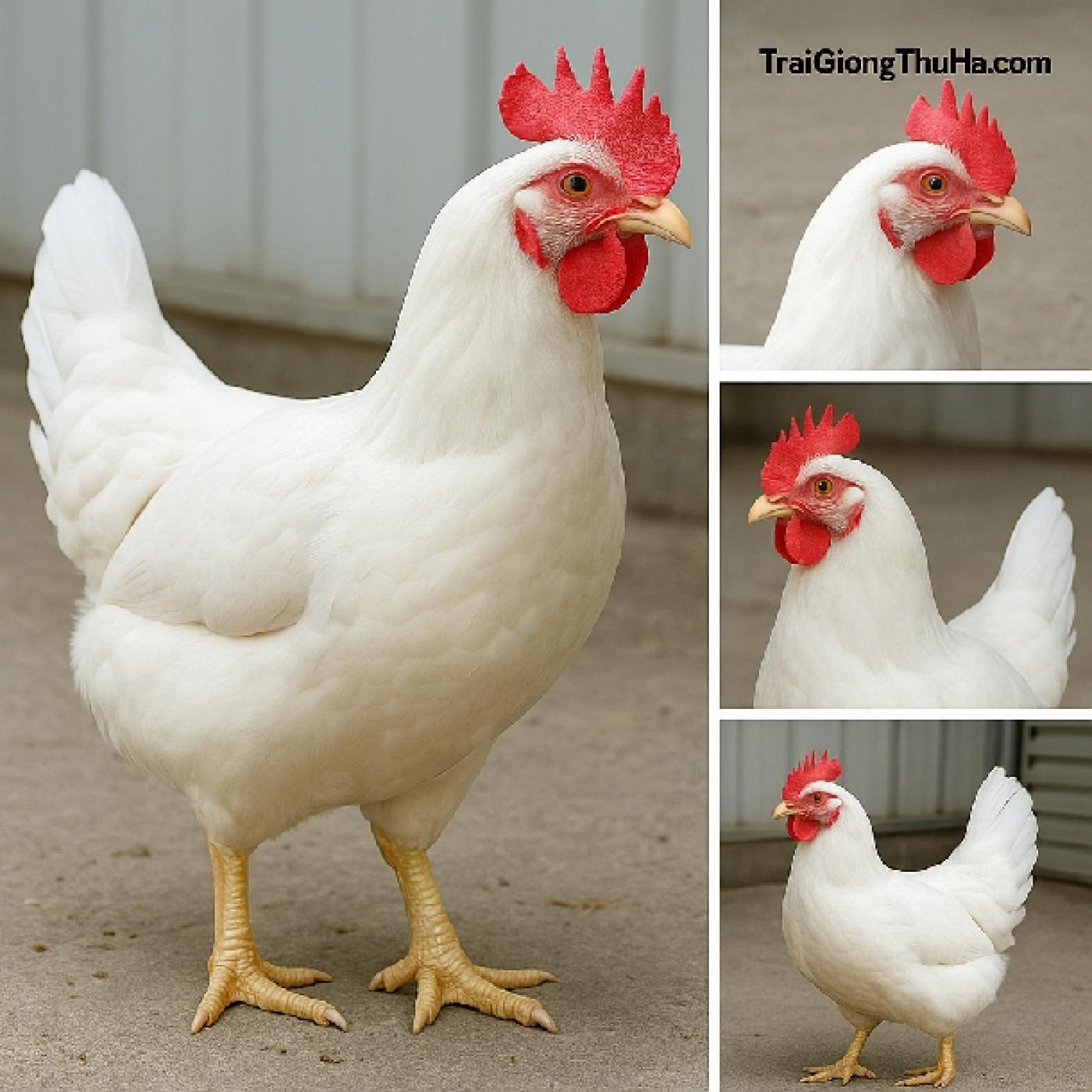 Gà Mỹ Trắng Công Nghiệp Là Gì? Có Nên Đầu Tư Chăn Nuôi
