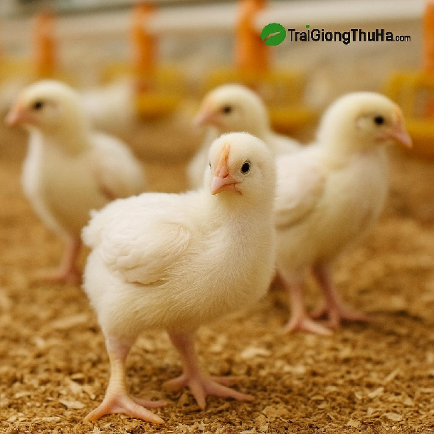 Mua Gà Mỹ Trắng Công Nghiệp Ở Đâu Uy Tín? Kinh Nghiệm Chọn Giống Chuẩn