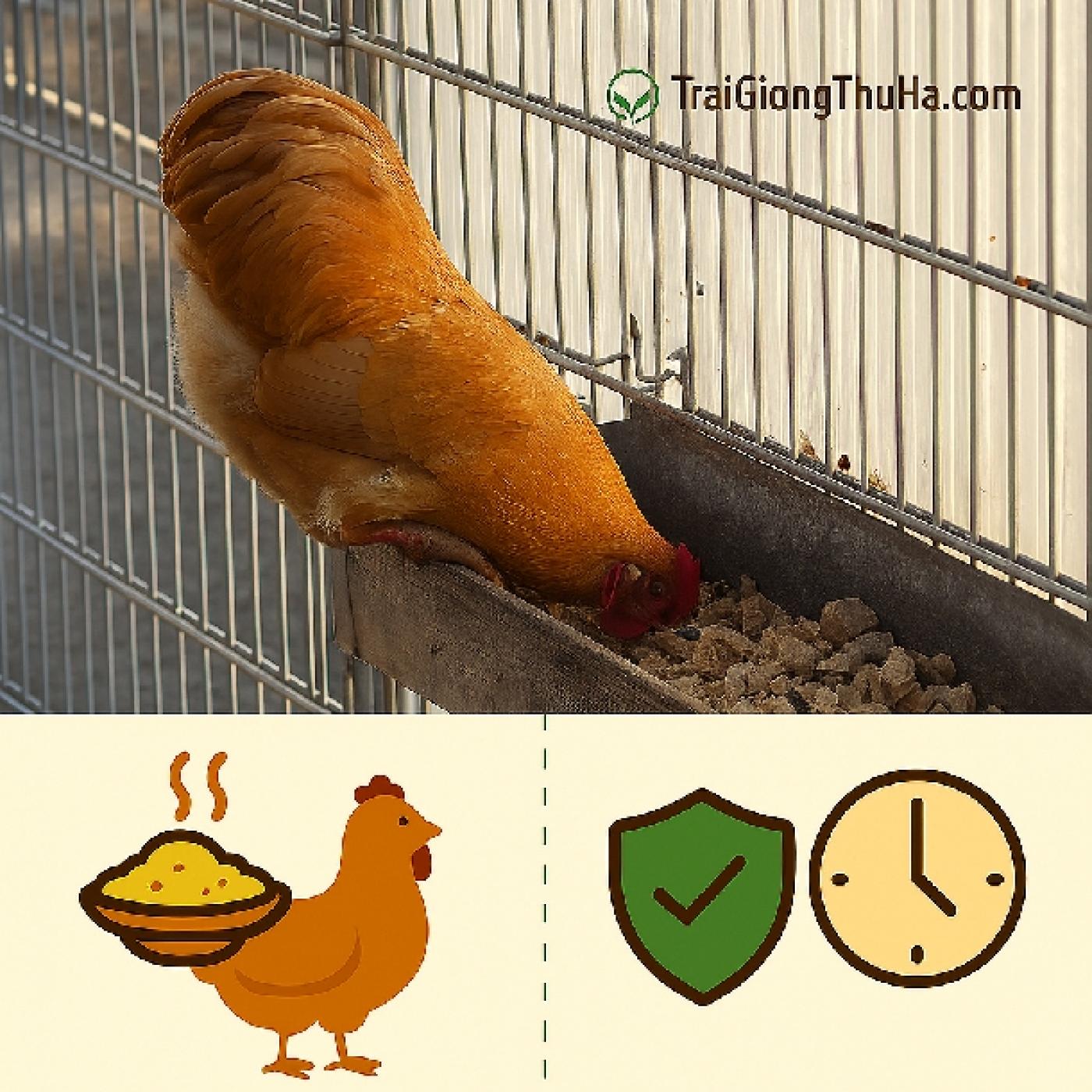 Bật Mí Cách Nuôi Gà Tam Hoàng Lãi Cao – Ít Bệnh – Xuất Chuồng Nhanh Trong 3 Tháng