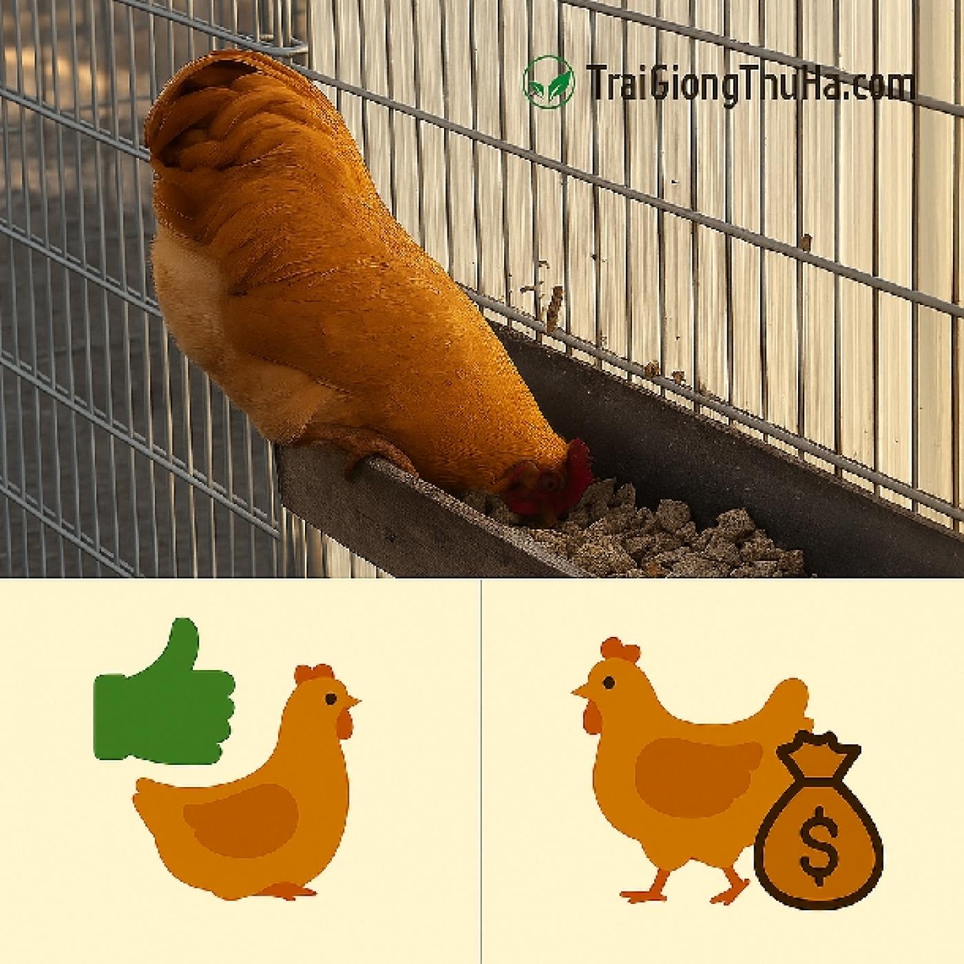 Gà Tam Hoàng: Lý Do Nông Dân Chuyển Hết Sang Nuôi Giống Này – Hiệu Quả Kinh Tế Bất Ngờ!