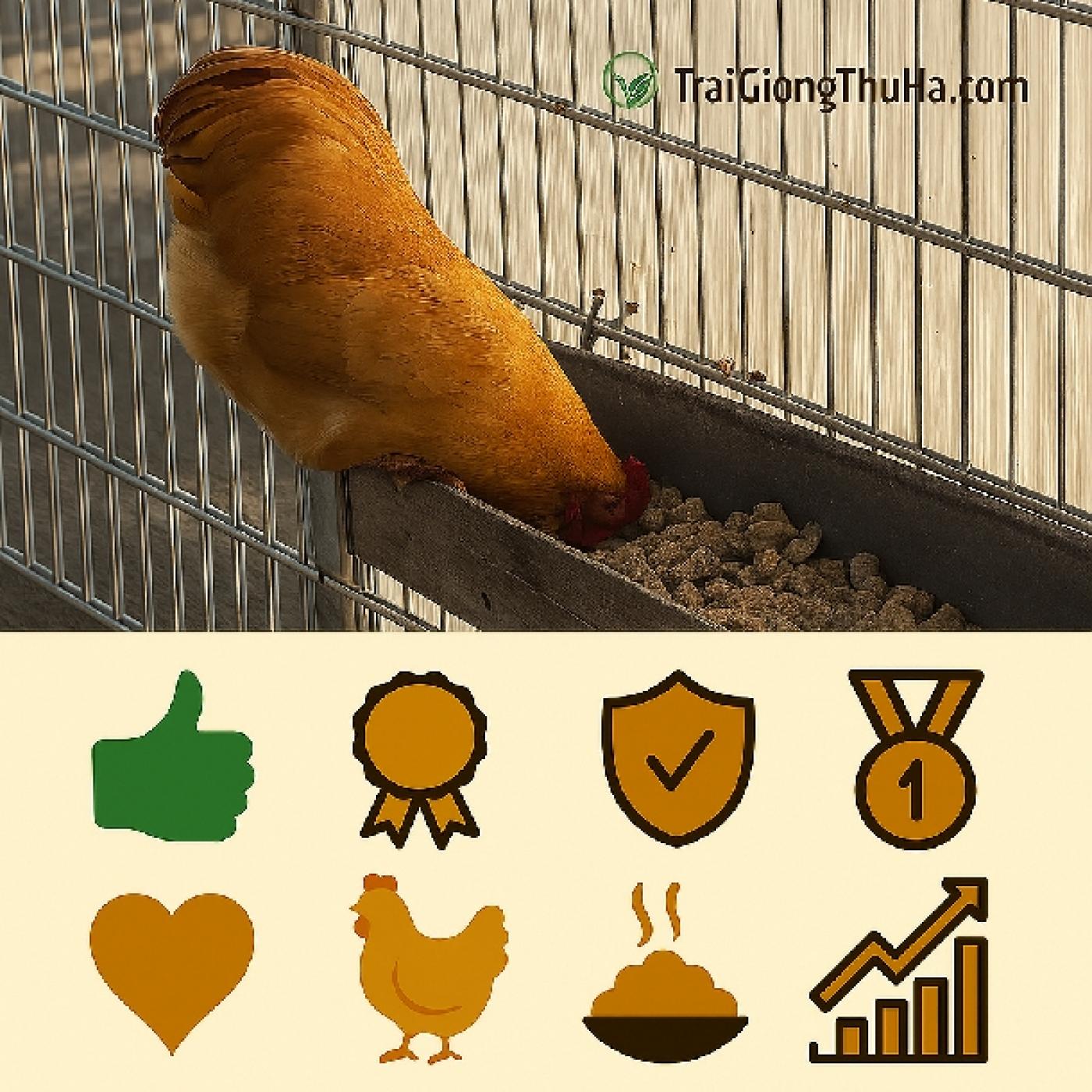 Top 7 Lý Do Gà Tam Hoàng Được Ưa Chuộng Hàng Đầu – Giống Gà Thịt Dành Cho Mọi Mô Hình