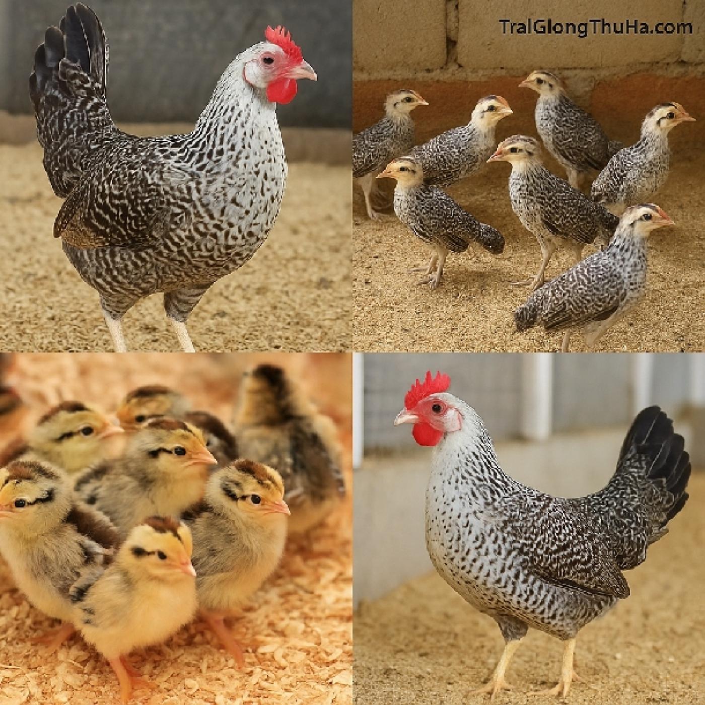 Bí Quyết Chọn Giống Gà Ai Cập 3 Máu Khỏe Mạnh, Đẻ Nhiều, Ít Bệnh