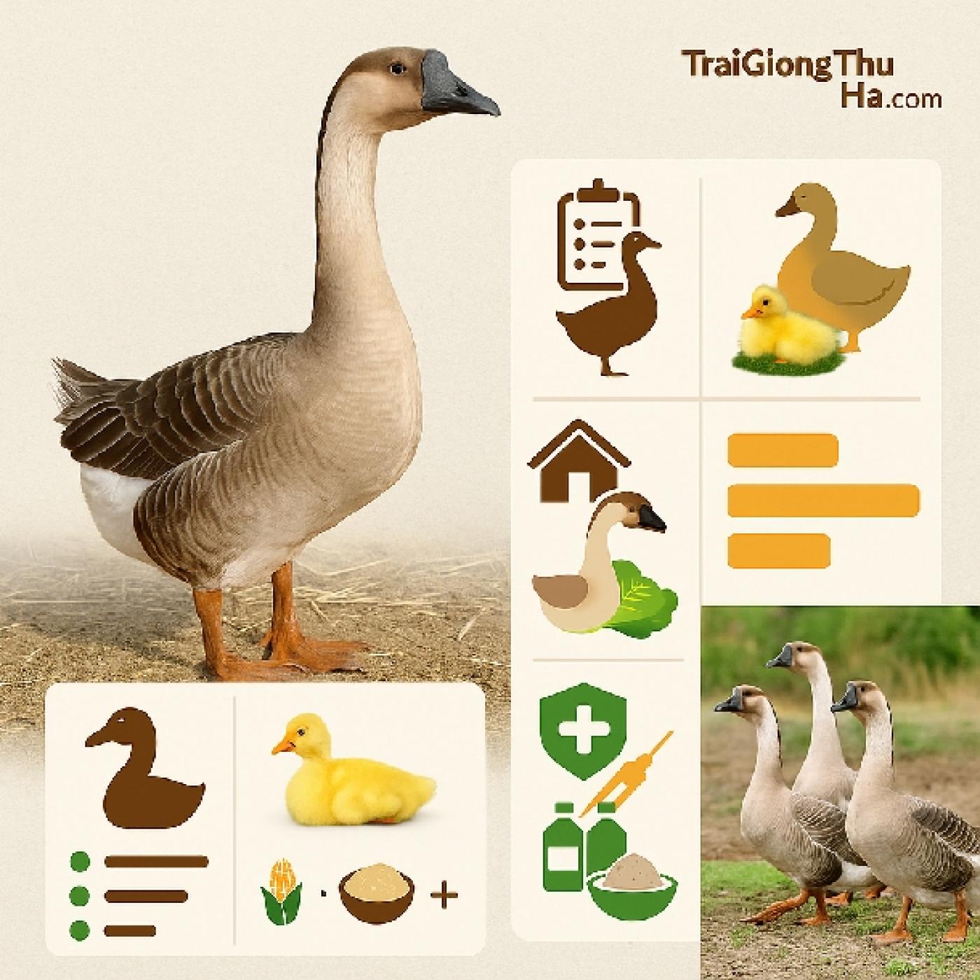 Ngỗng Sư Tử Là Gì? Đặc Điểm, Giá Bán Và Cách Nuôi Hiệu Quả Nhất