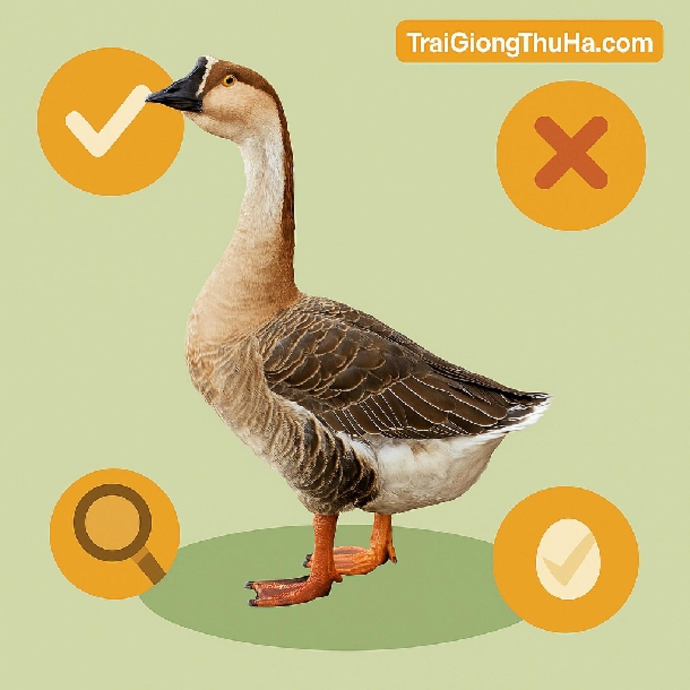 Ngỗng Sư Tử Lai Có Tốt Không? Ưu – Nhược Điểm Và Cách Chọn Giống Chuẩn Cho Người Mới Nuôi