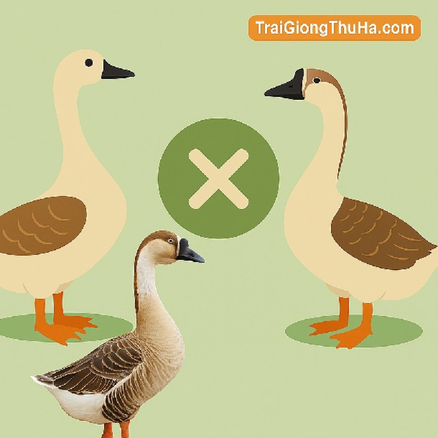 So Sánh Ngỗng Sư Tử Lai Và Ngỗng Trung Quốc: Giống Nào Nên Nuôi Hiệu Quả Hơn?