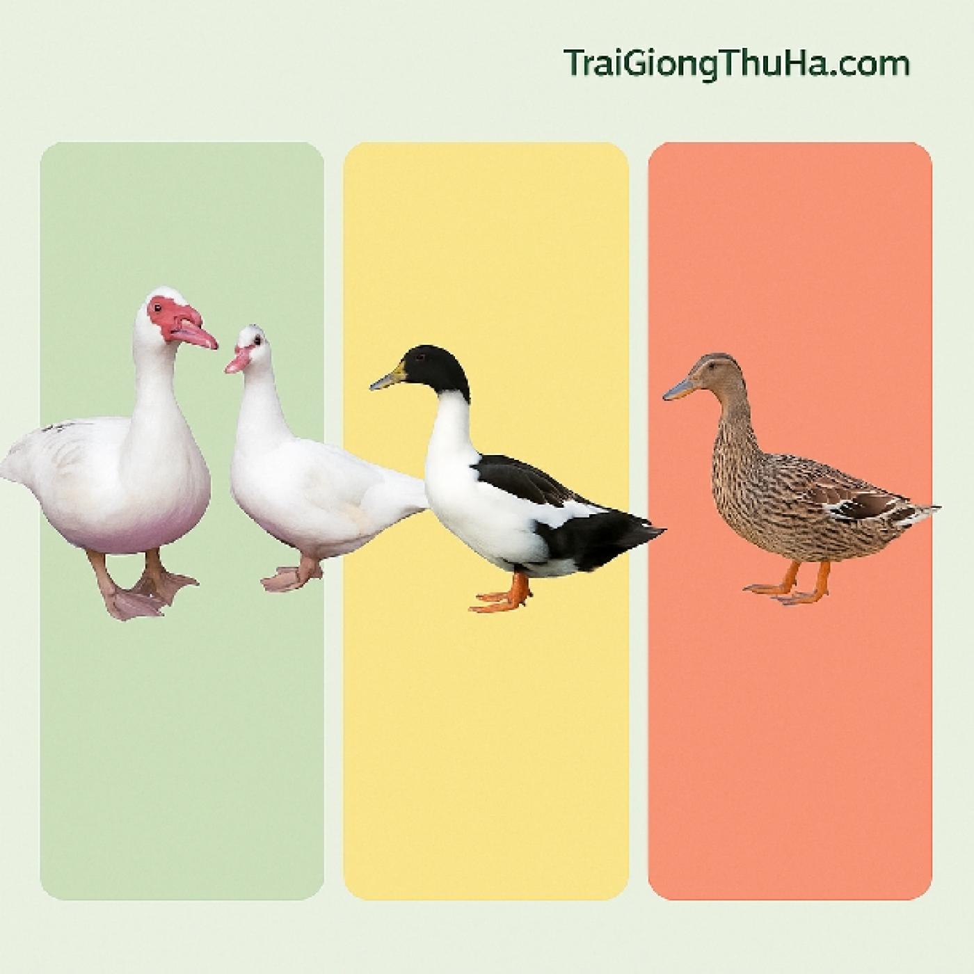 Ngan Pháp Có Tốt Không? So Sánh Ưu Nhược Điểm Với Ngan Lai Và Ngan Cỏ