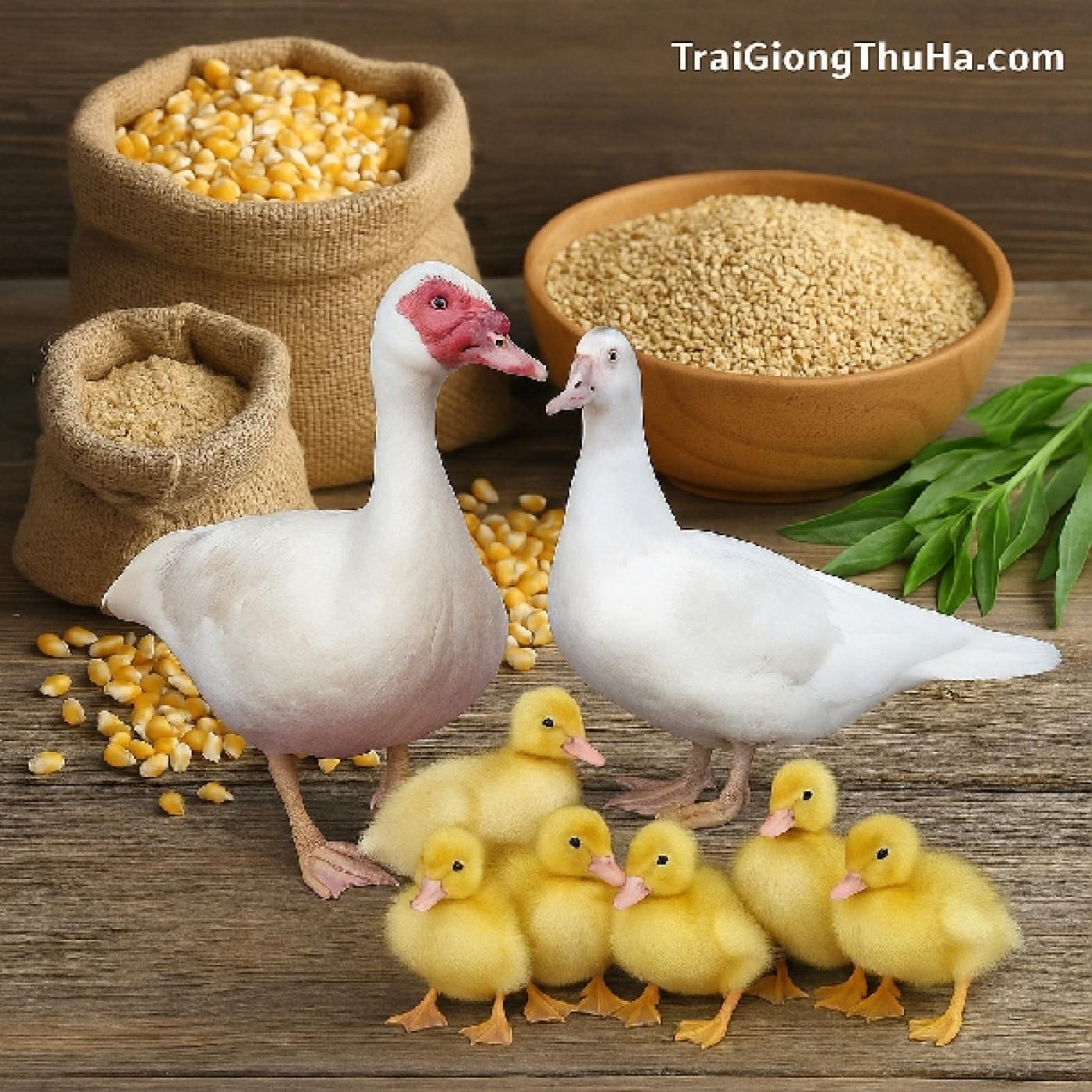 Mua Bán Ngan Pháp Siêu Nặng Giá Tốt – Gợi Ý Trang Trại Giống Uy Tín