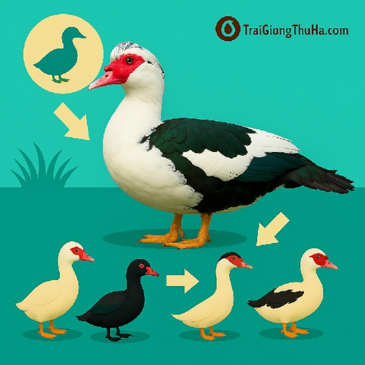 Vịt Xiêm Là Gì? Phân Biệt Vịt Xiêm Trắng, Đen, Lai Và Hướng Dẫn Nuôi Hiệu Quả Chuẩn Kỹ Thuật