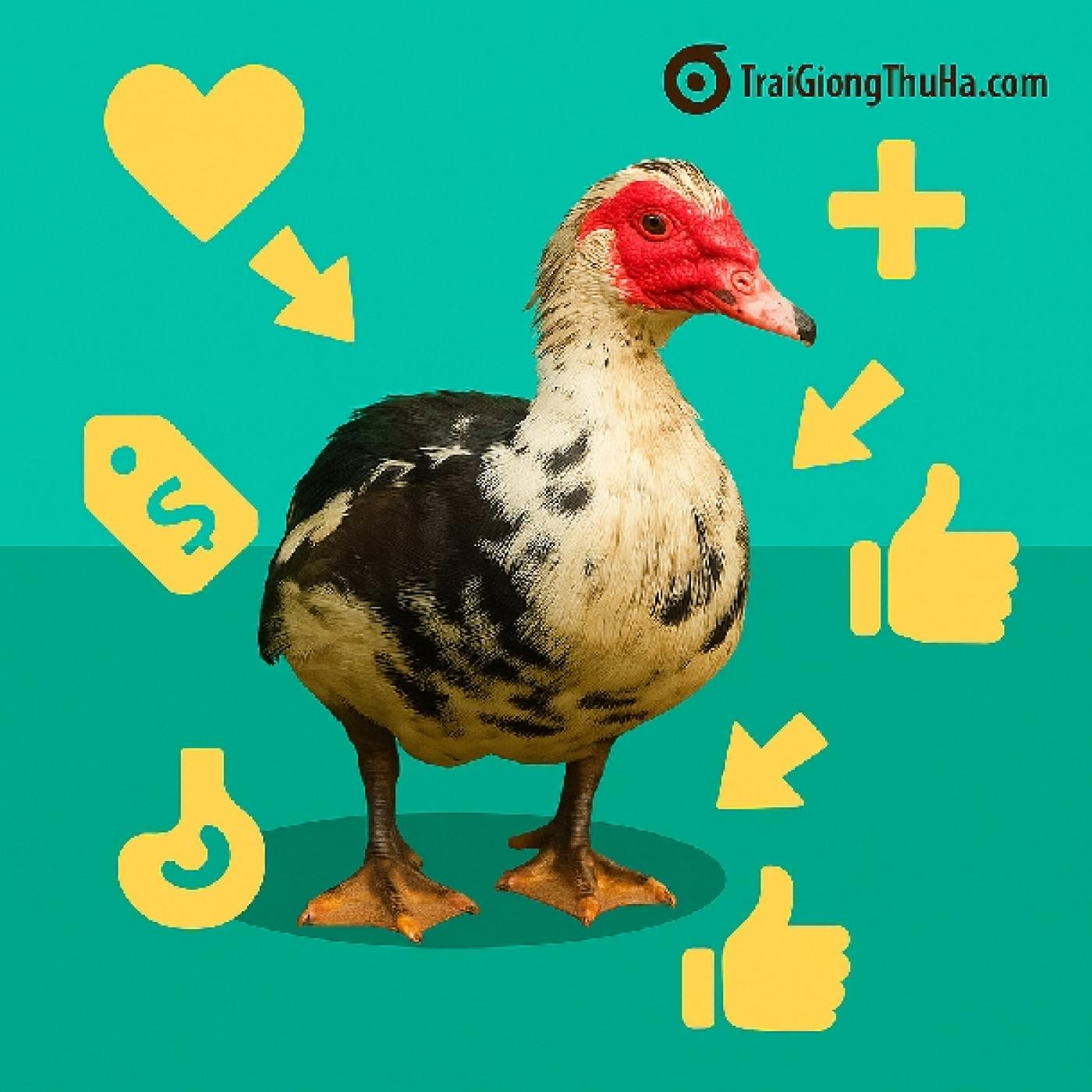 Ngan Nội Có Tốt Không? Ưu Điểm, Giá Trị Thịt Và Lời Khuyên Từ Người Nuôi