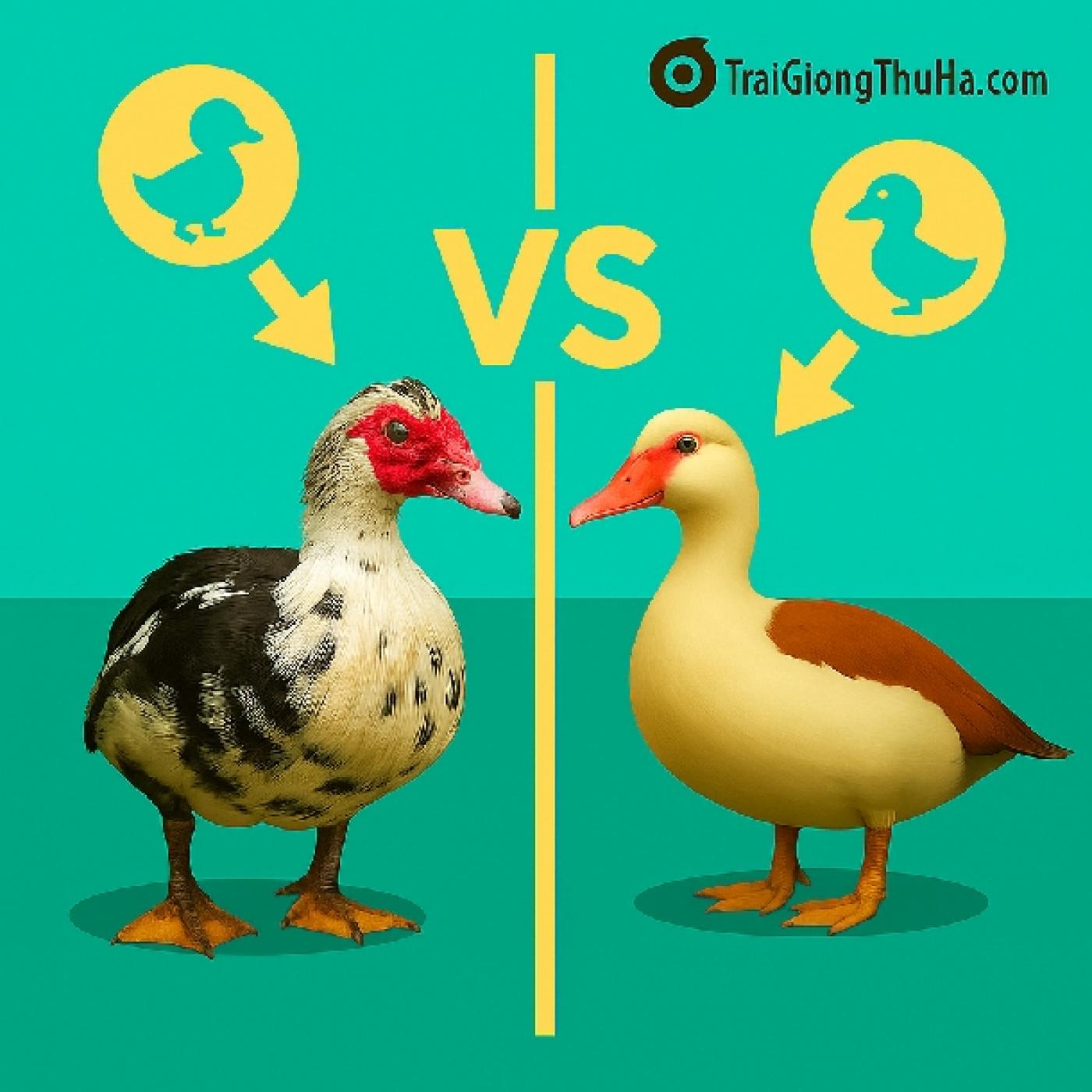 So Sánh Ngan Nội Và Ngan Lai: Nên Chọn Giống Nào Phù Hợp Mô Hình Nhỏ?