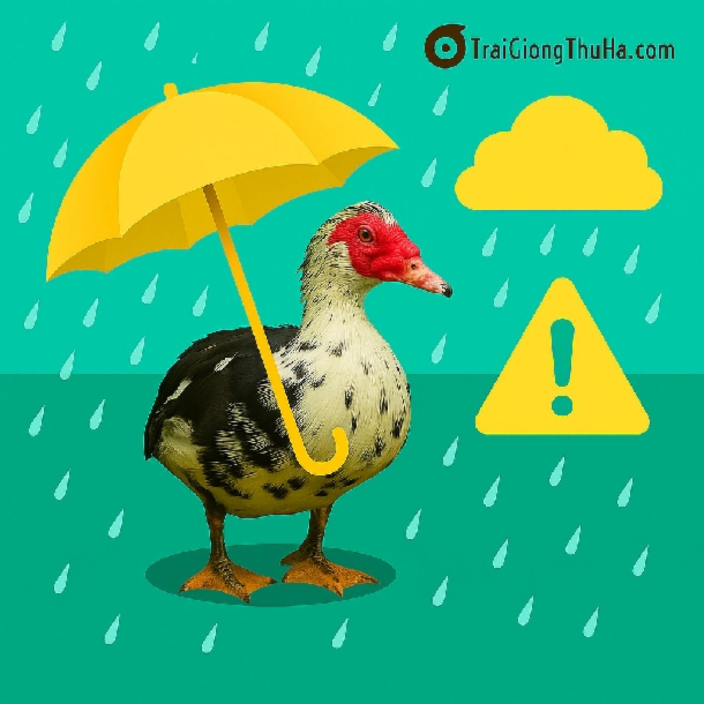 Bí Quyết Chăm Sóc Ngan Nội Mùa Mưa – Hạn Chế Bệnh, Không Hao Hụt, Lớn Nhanh