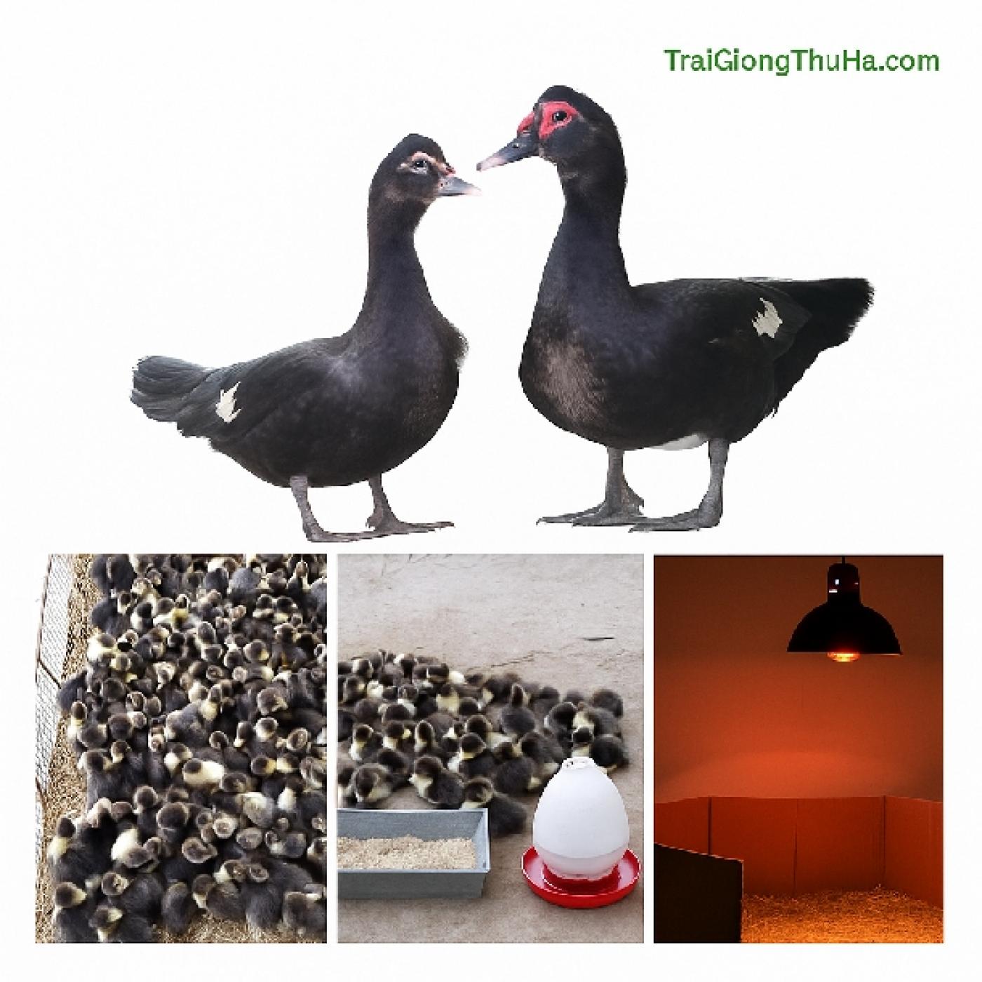 Ngan Trâu Là Gì? Đặc Điểm, Giá Bán Và Hướng Dẫn Nuôi Hiệu Quả Từ A–Z