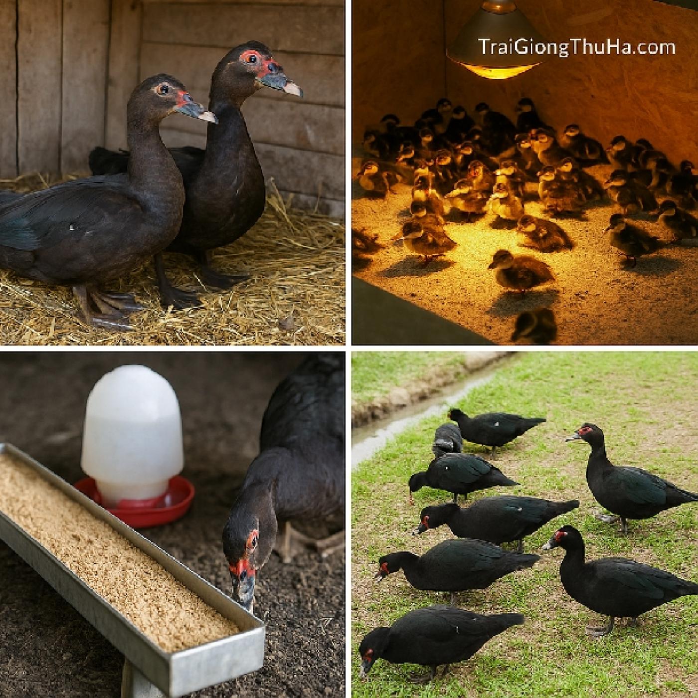 Kỹ Thuật Nuôi Ngan Trâu Nhanh Lớn, Ít Bệnh – Giải Pháp Sinh Lời Cao Cho Nông Hộ