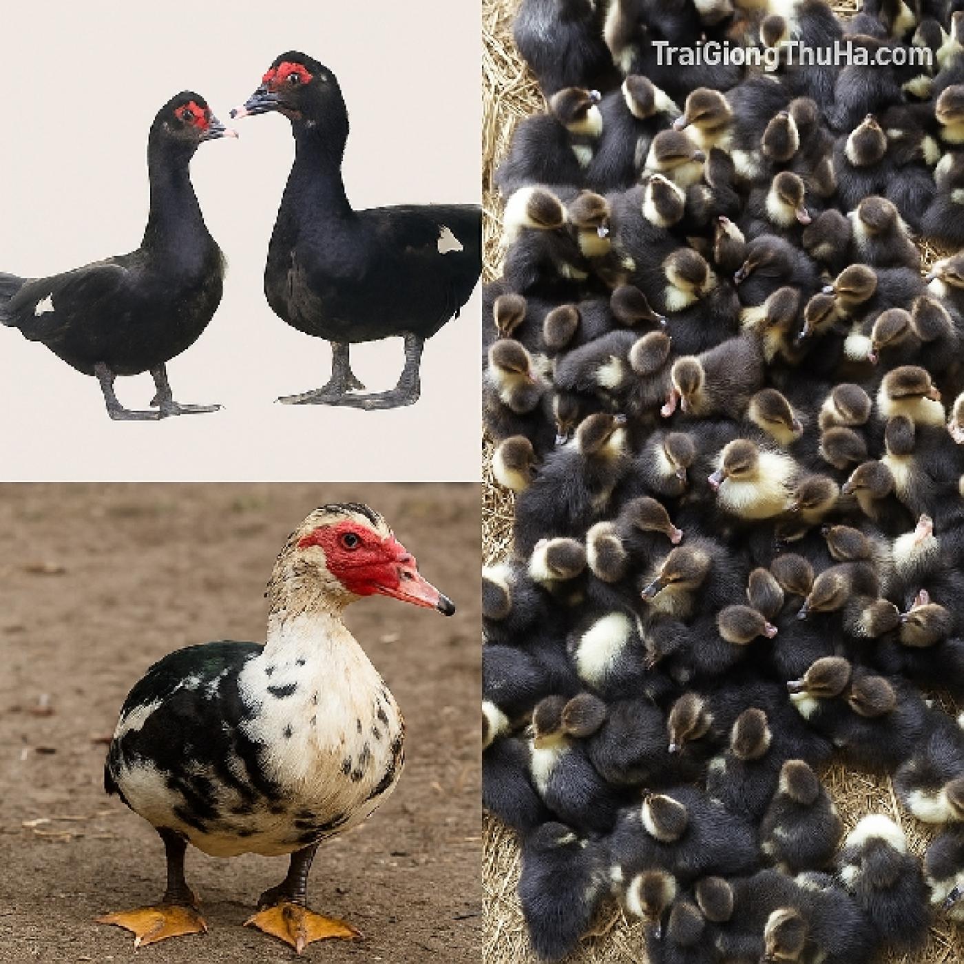 Ngan Đen Có Phải Ngan Trâu Không? Phân Biệt Chính Xác Và Cách Nhận Diện Nhanh